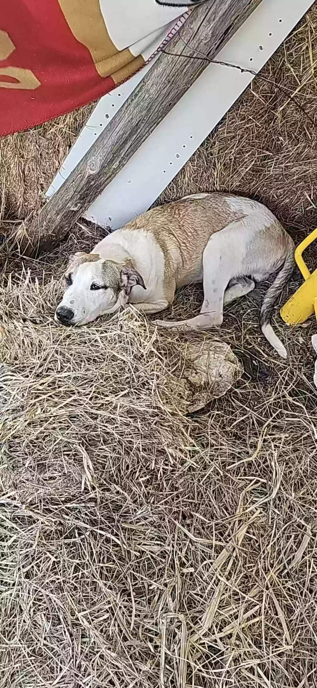 adoptable Dog in Temple,TX named Dallas