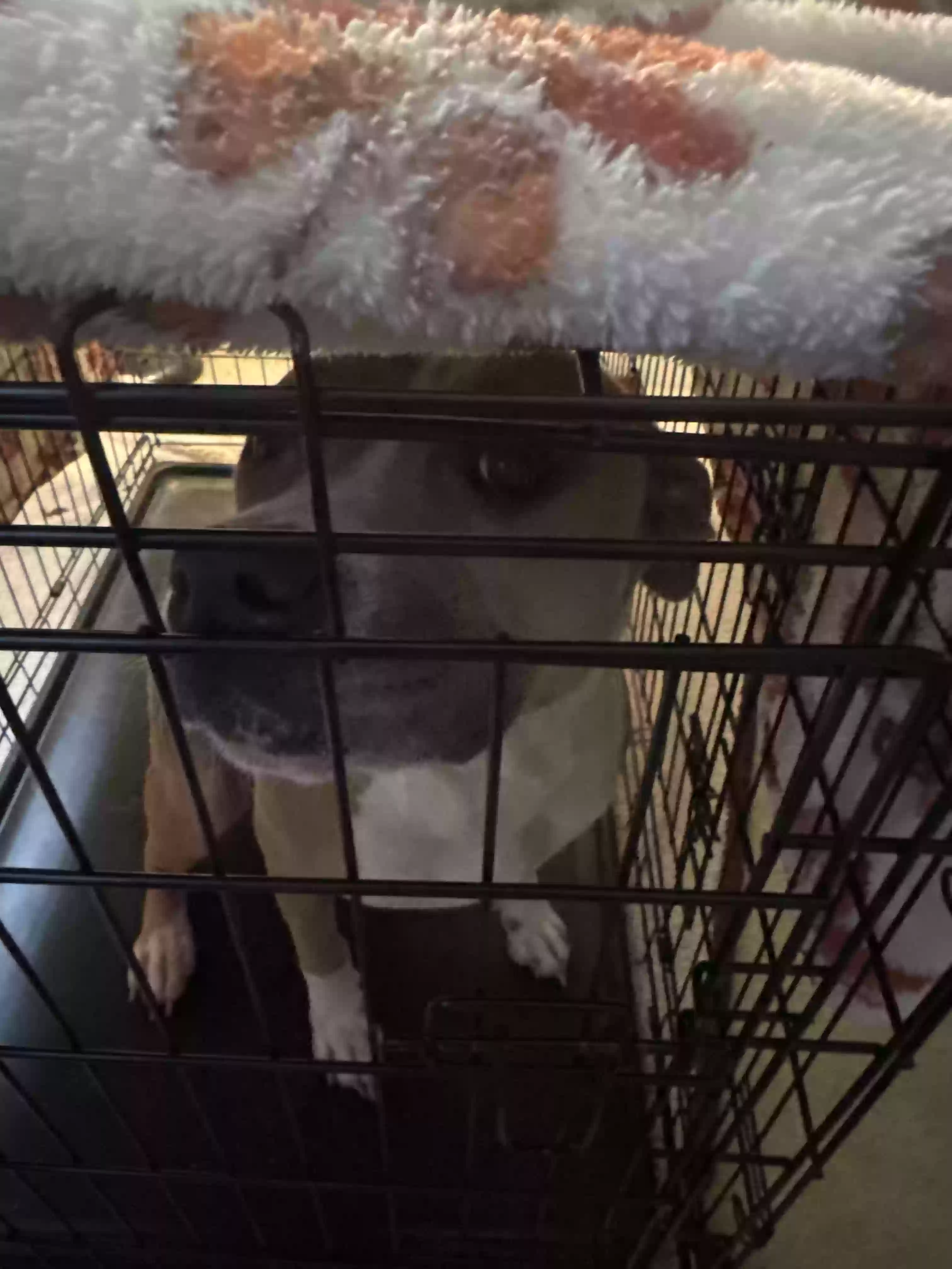 adoptable Dog in Stockbridge,GA named Storm