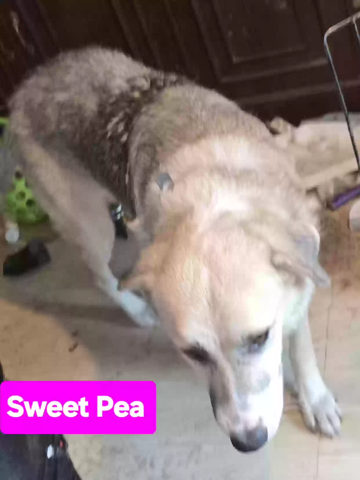 adoptable Dog in Temple,TX named Sweet Pea
