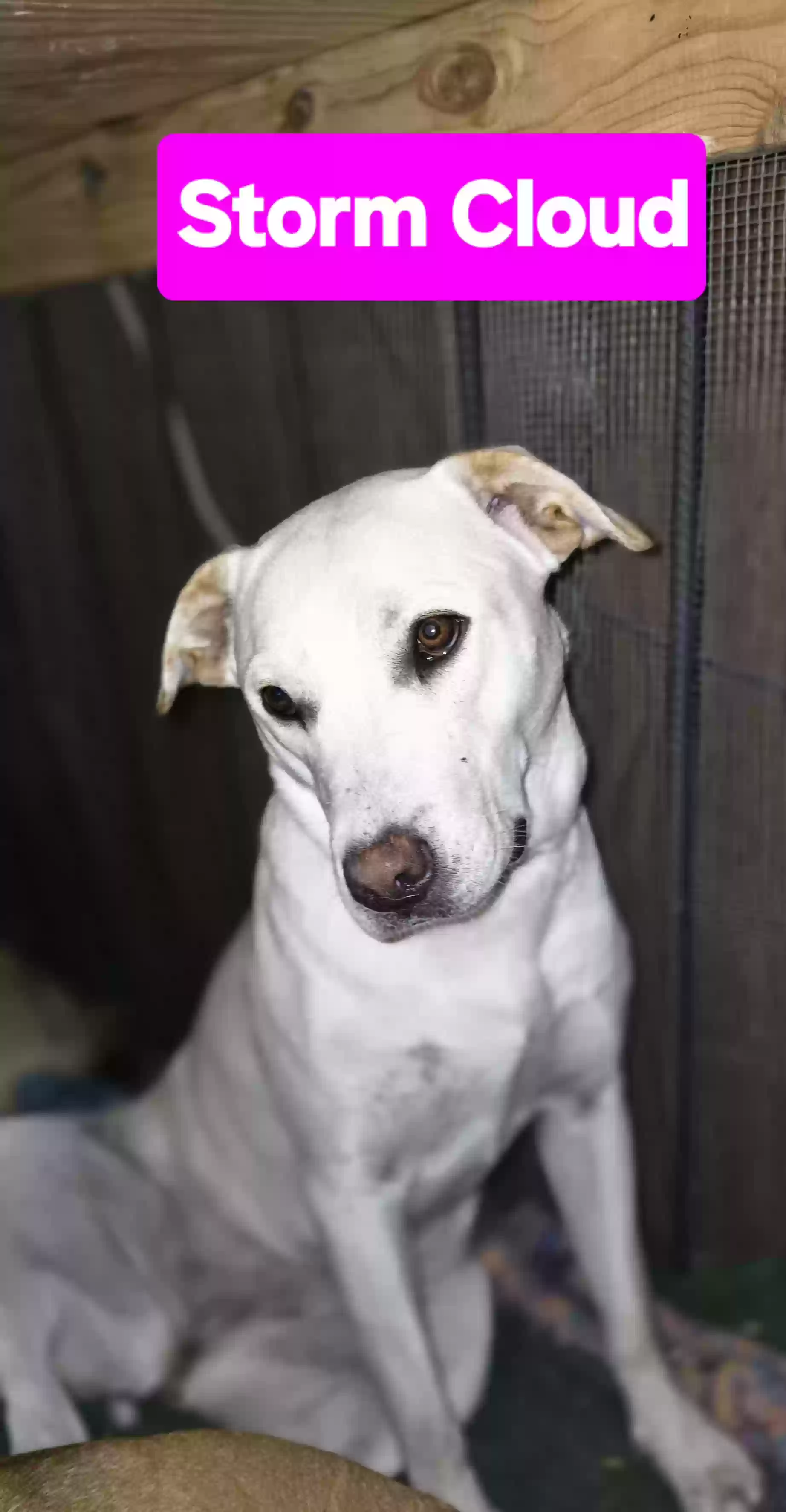 adoptable Dog in Temple,TX named Stormy cloud