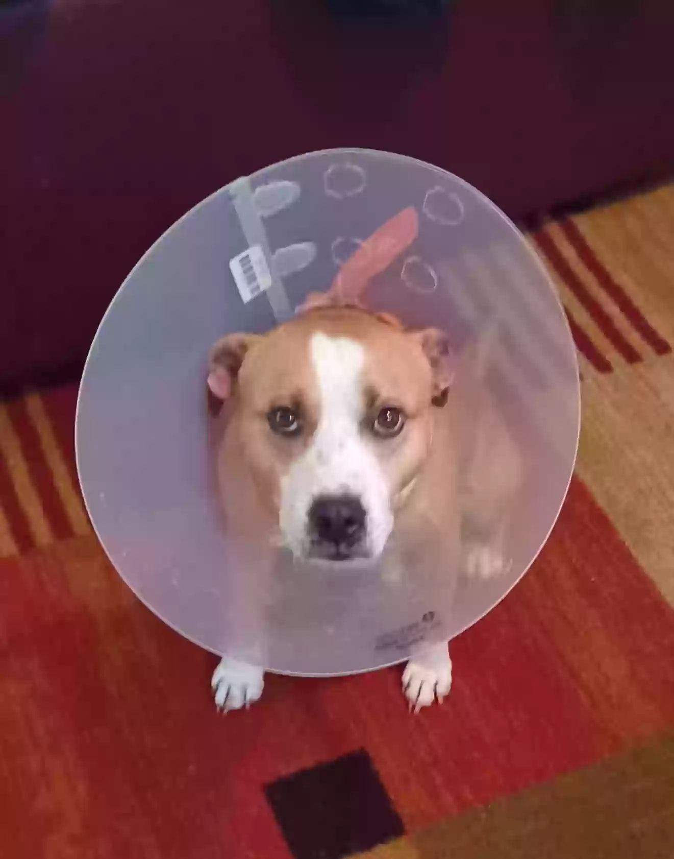 adoptable Dog in Patchogue,NY named Tony