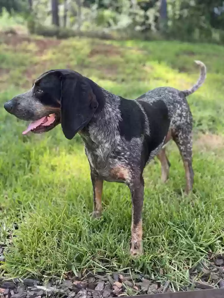 adoptable Dog in Lindale,TX named Hank