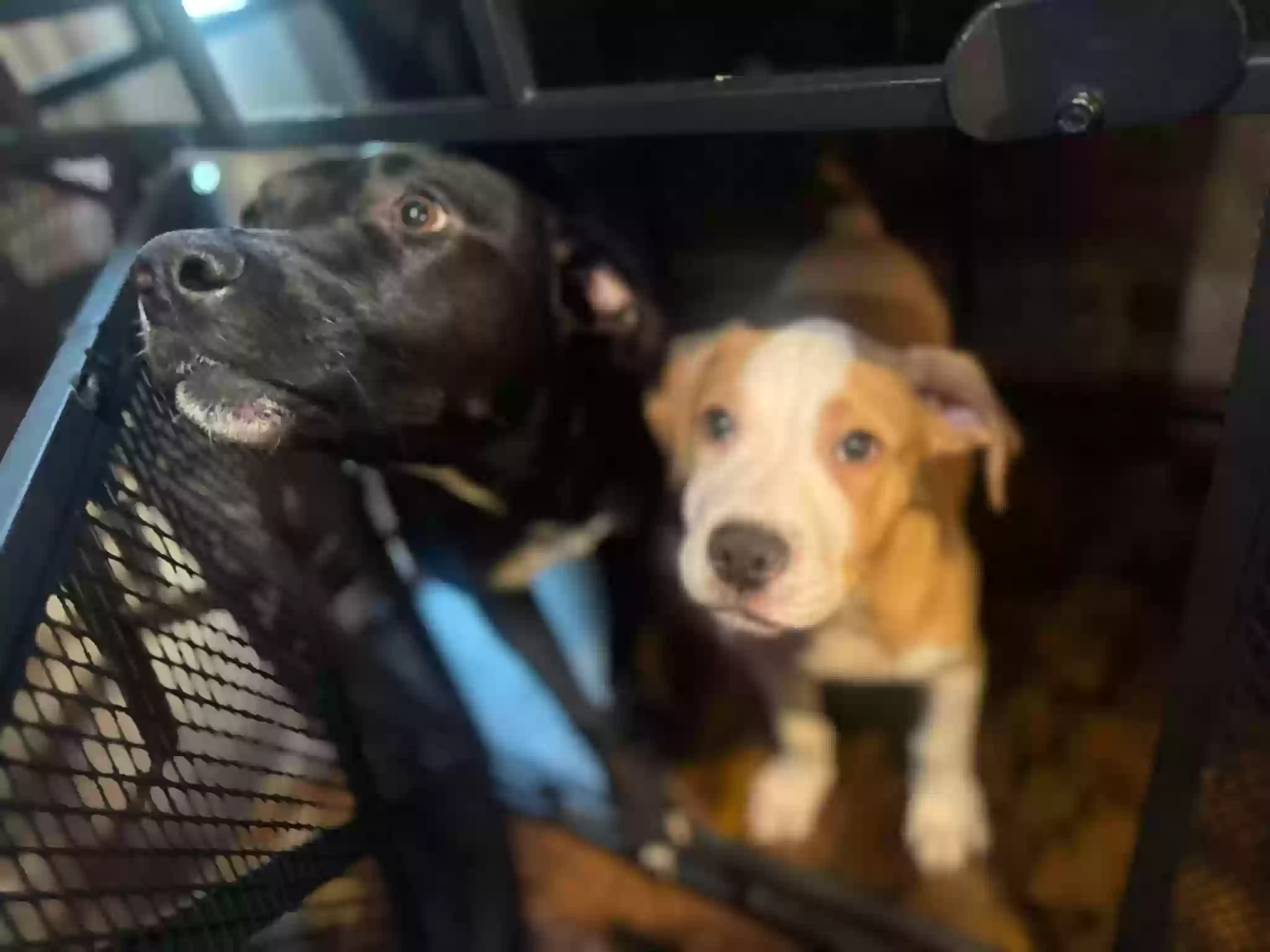 adoptable Dog in Hampton,GA named 