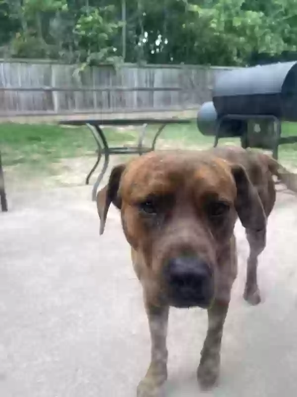 adoptable Dog in Atlanta,GA named Max