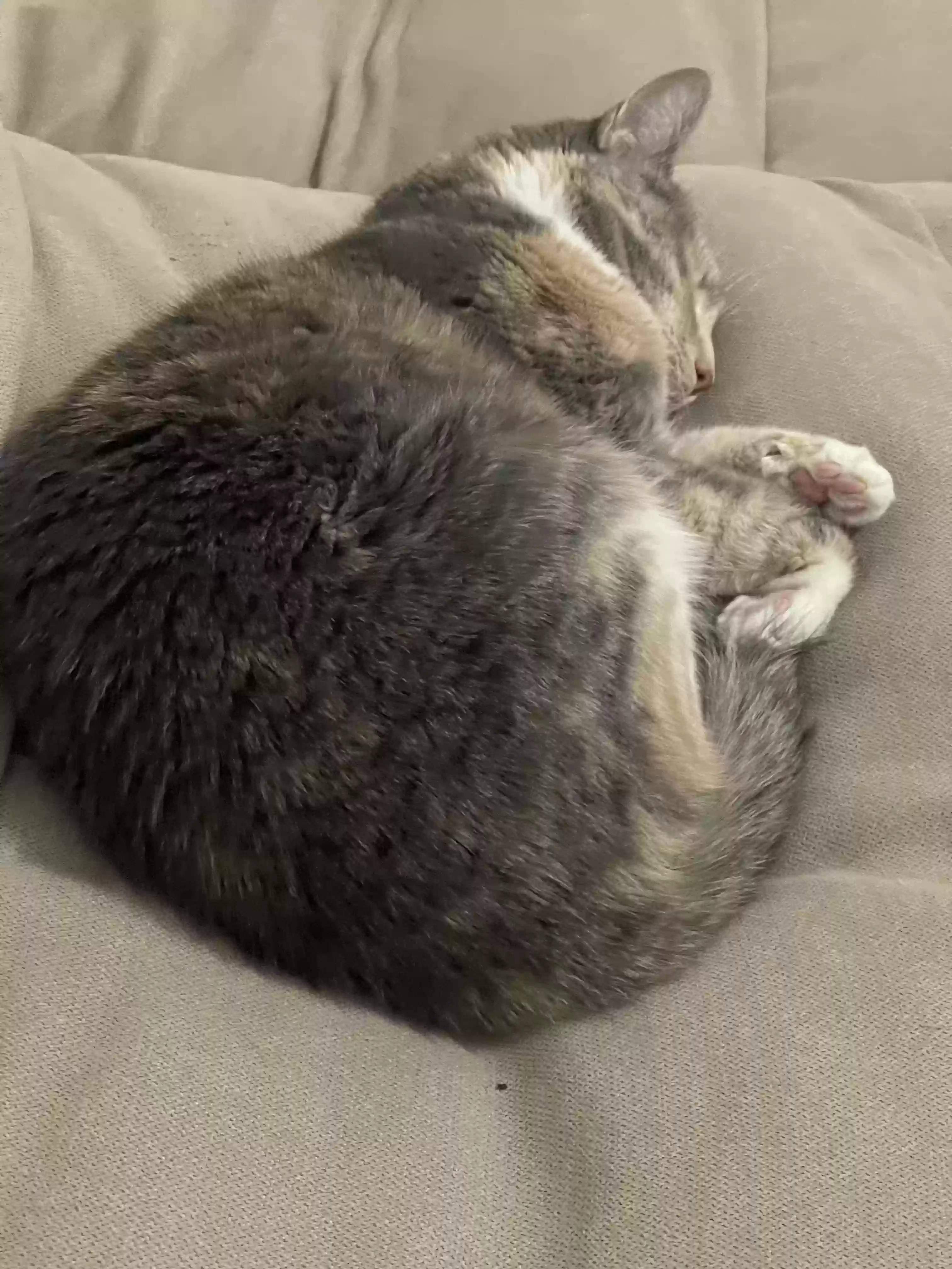 adoptable Cat in Queens Village,NY named Bella