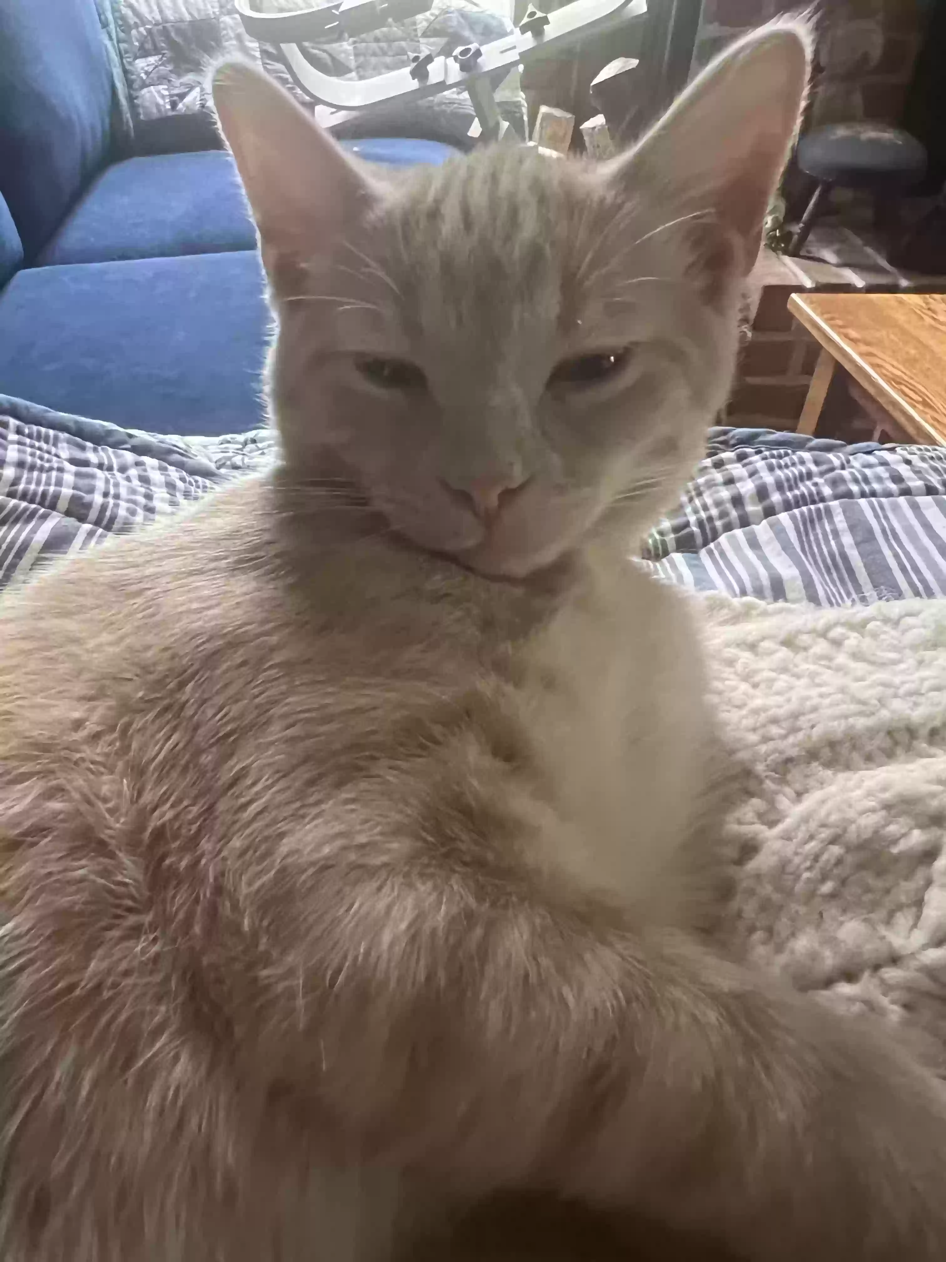 adoptable Cat in Phoenix,MD named Finnegan