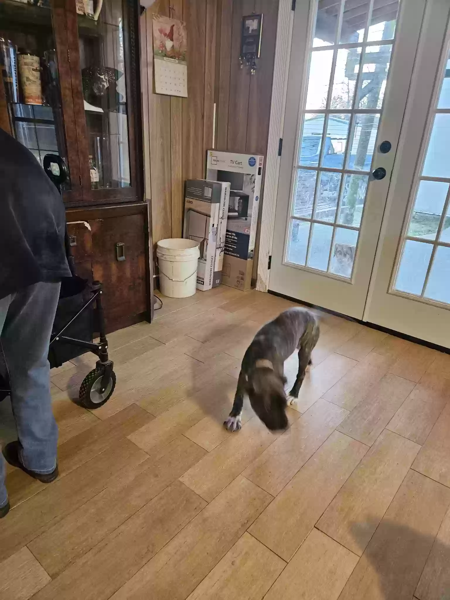 adoptable Dog in Lena,MS named Molly