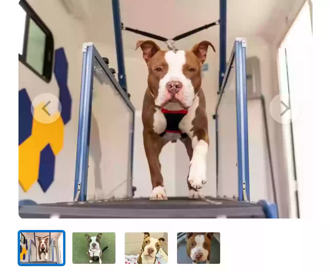 adoptable Dog in Garner,NC named Guac