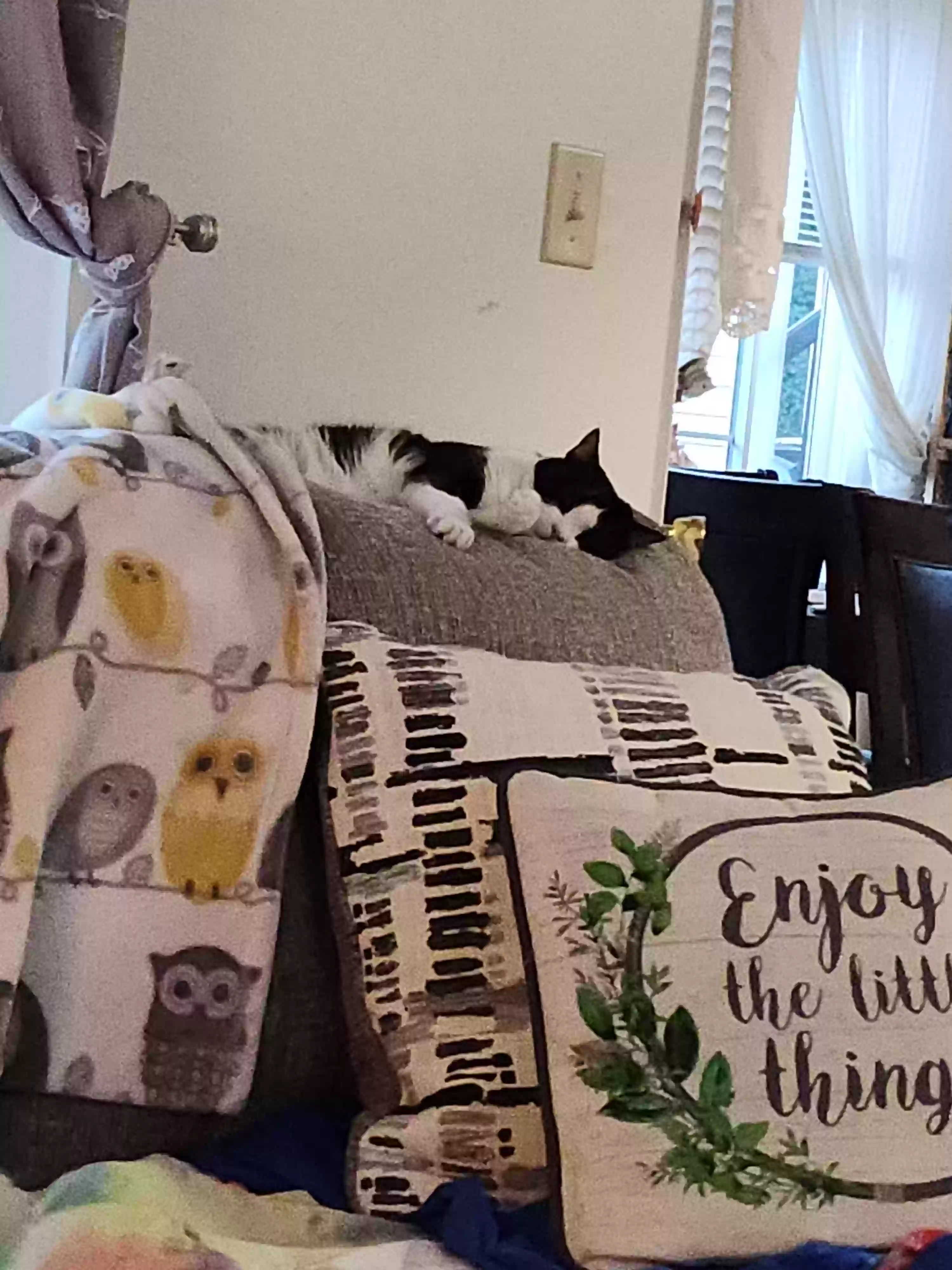 adoptable Cat in Bristol,CT named Oreo