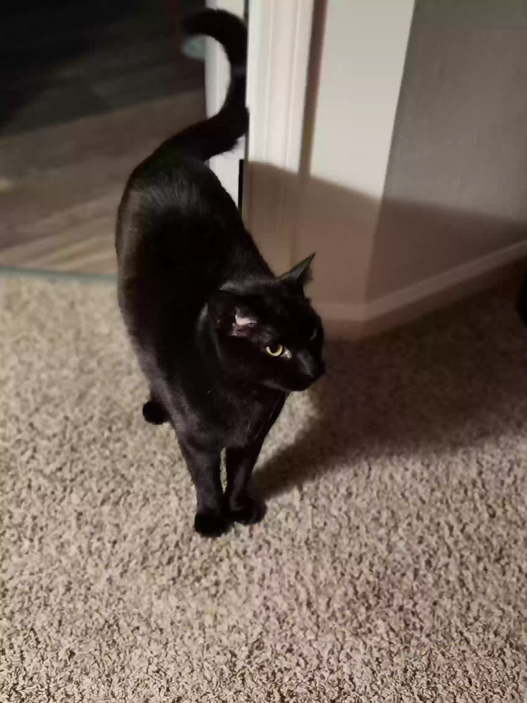 adoptable Cat in Bristol,CT named Twilight