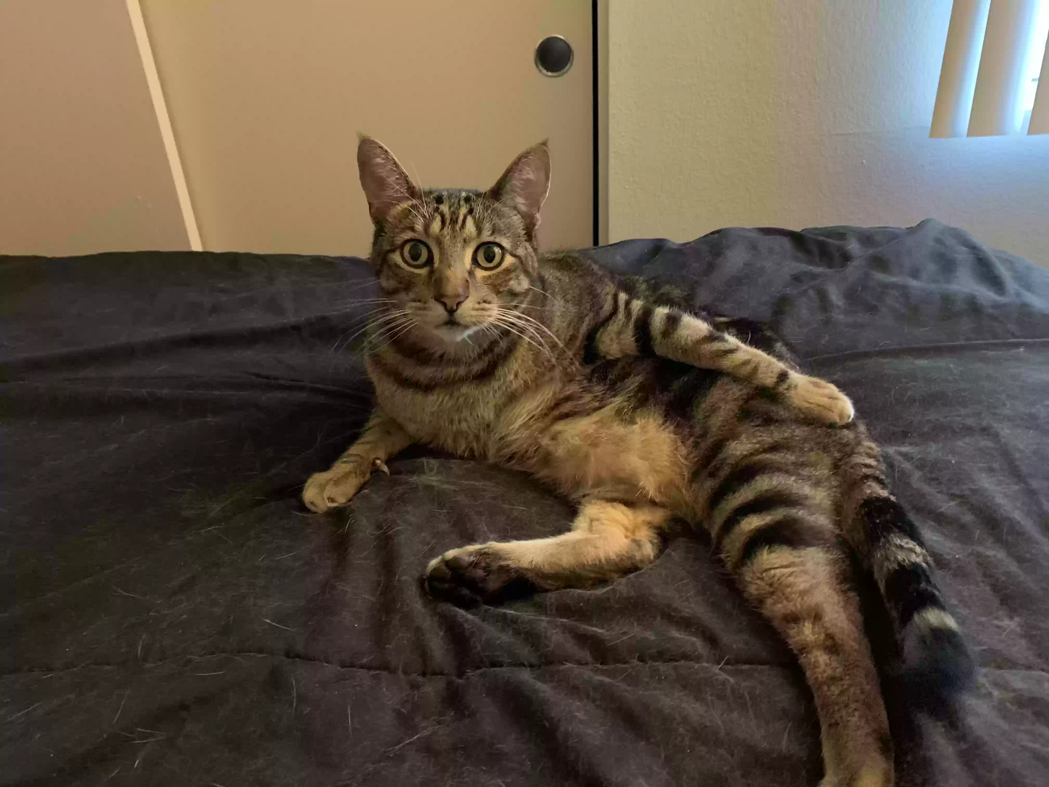 adoptable Cat in Laguna Hills,CA named Ben