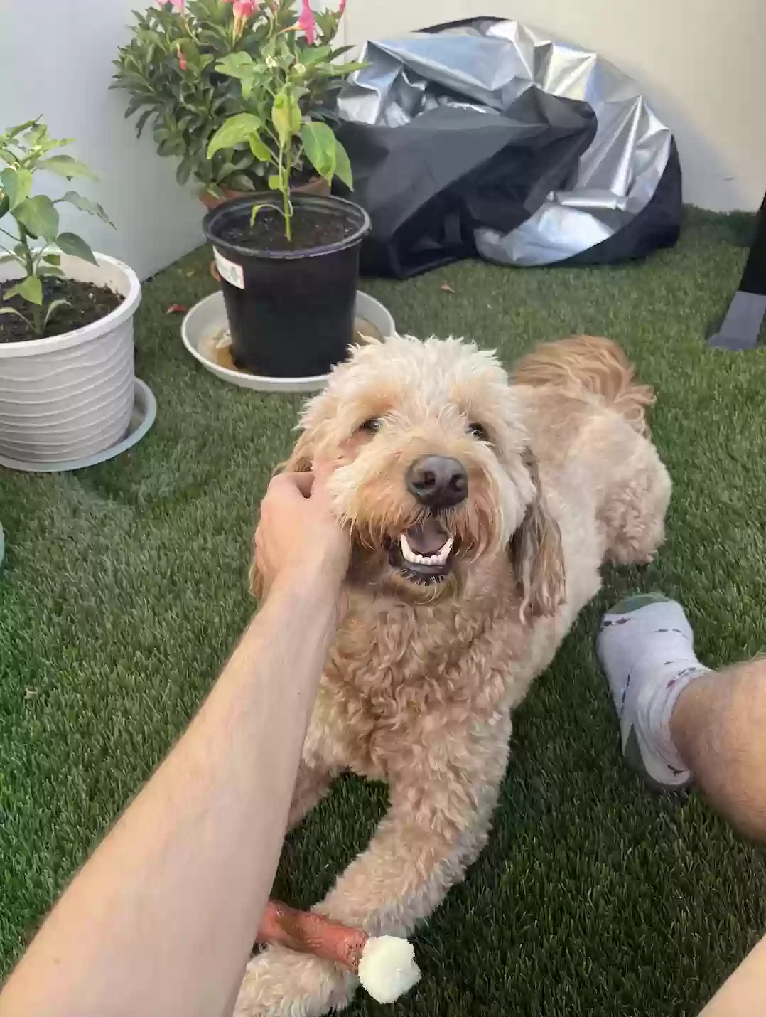 adoptable Dog in Dallas,TX named Tucker