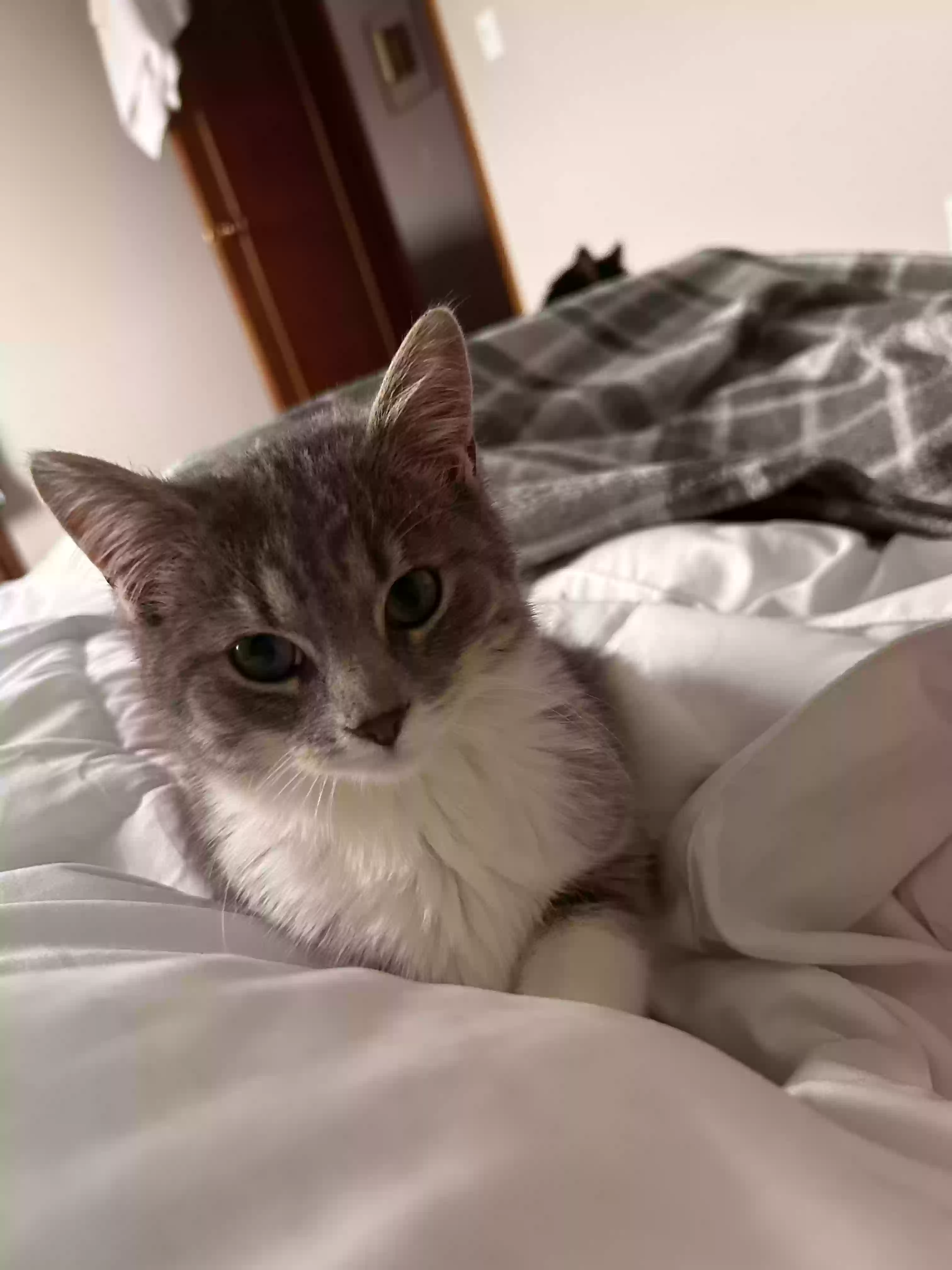 adoptable Cat in Des Moines,IA named perry