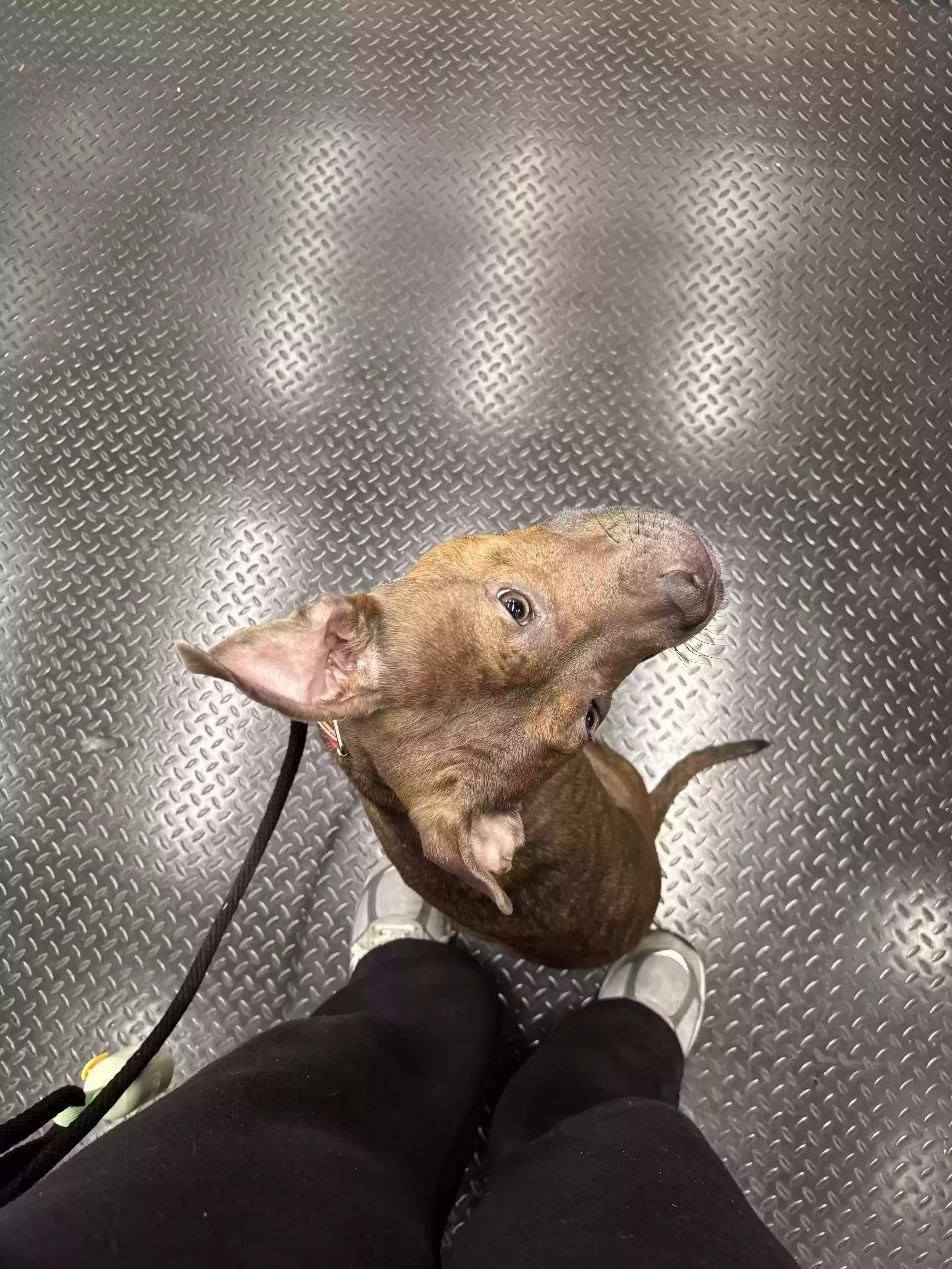 adoptable Dog in Richmond,VA named Mama