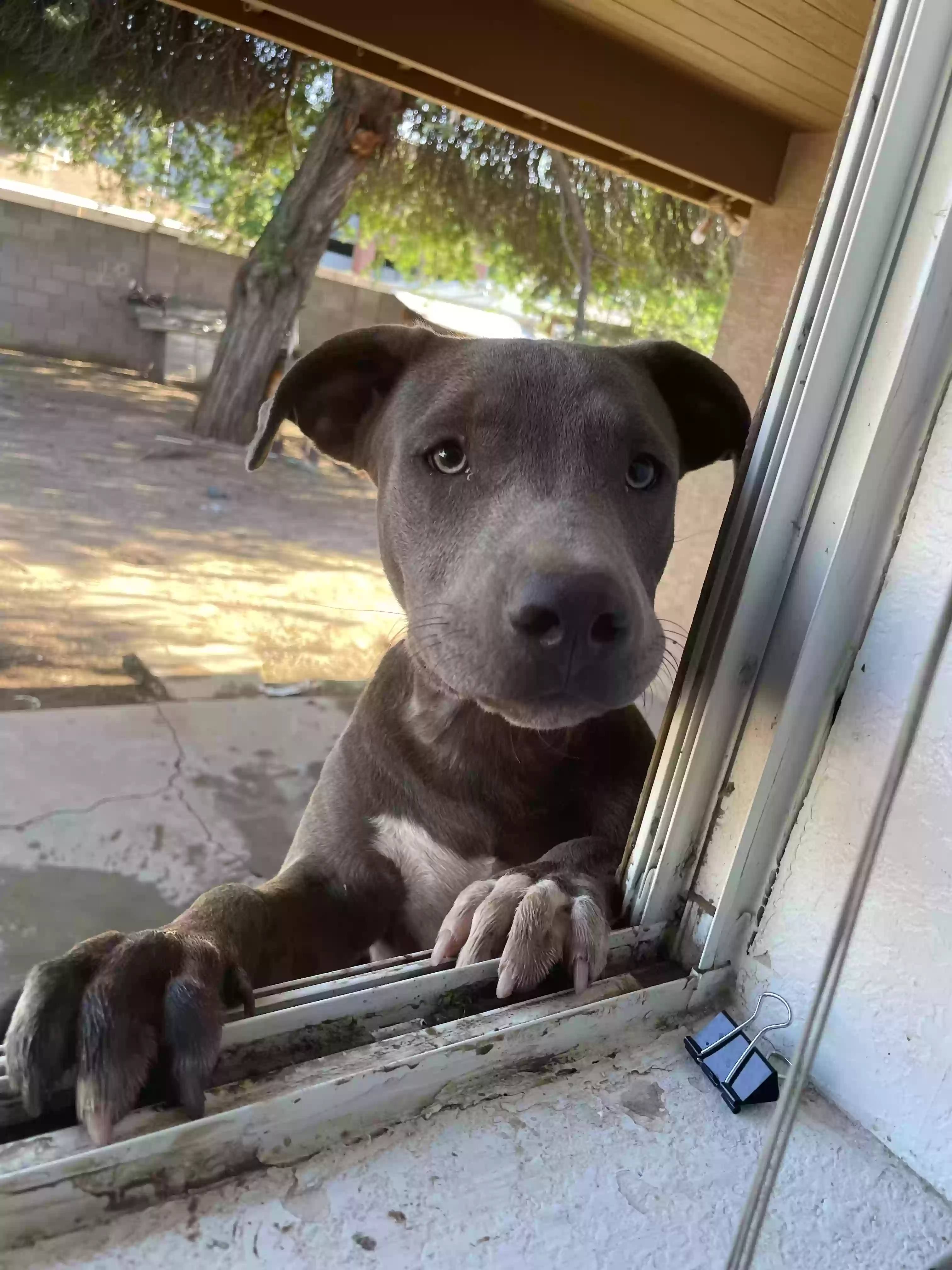 adoptable Dog in Phoenix,AZ named Tobi