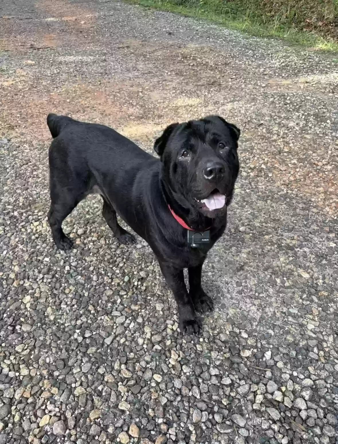 adoptable Dog in Cleveland,GA named Zeus