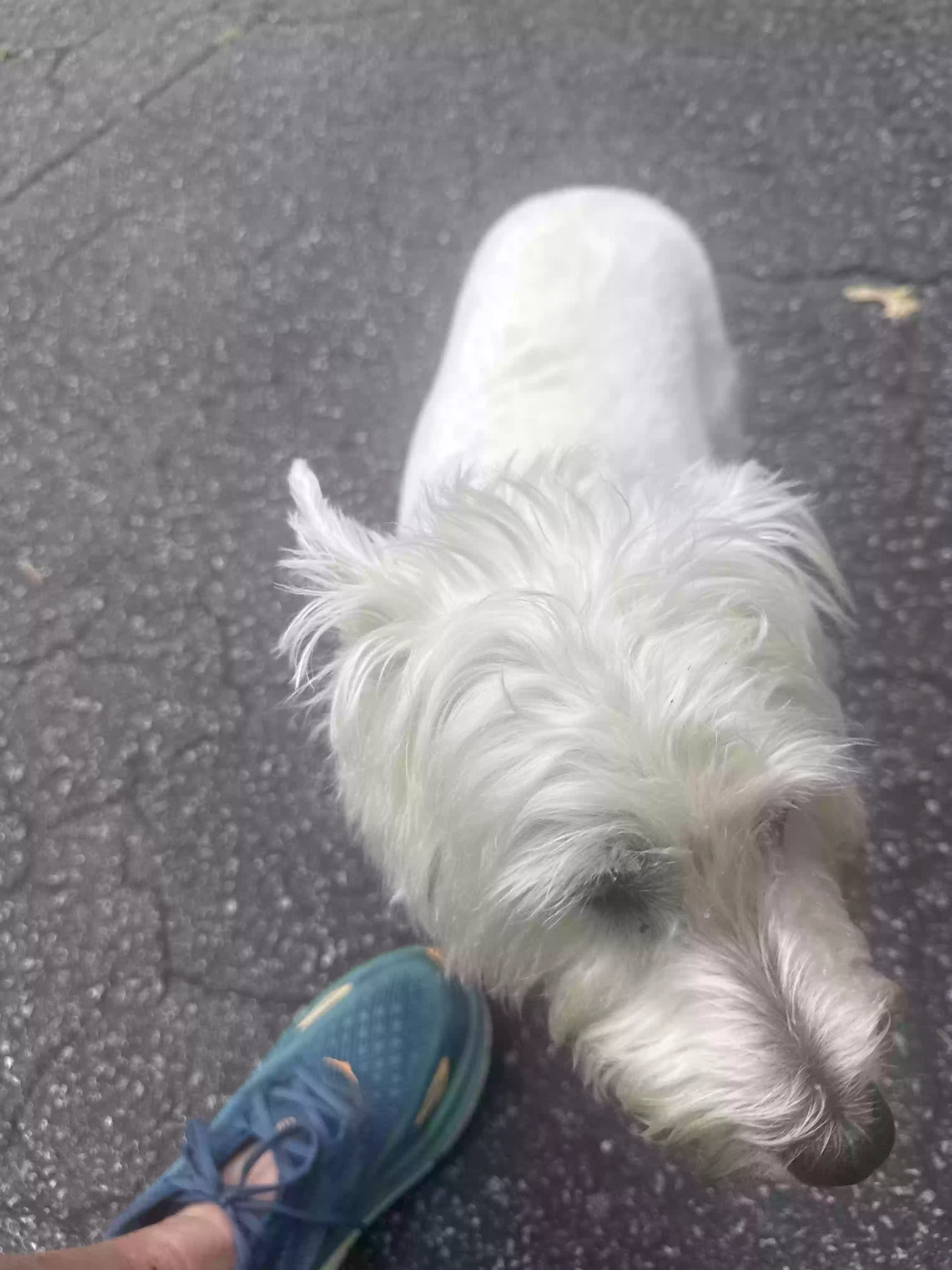 adoptable Dog in Lake Lure,NC named Doogle