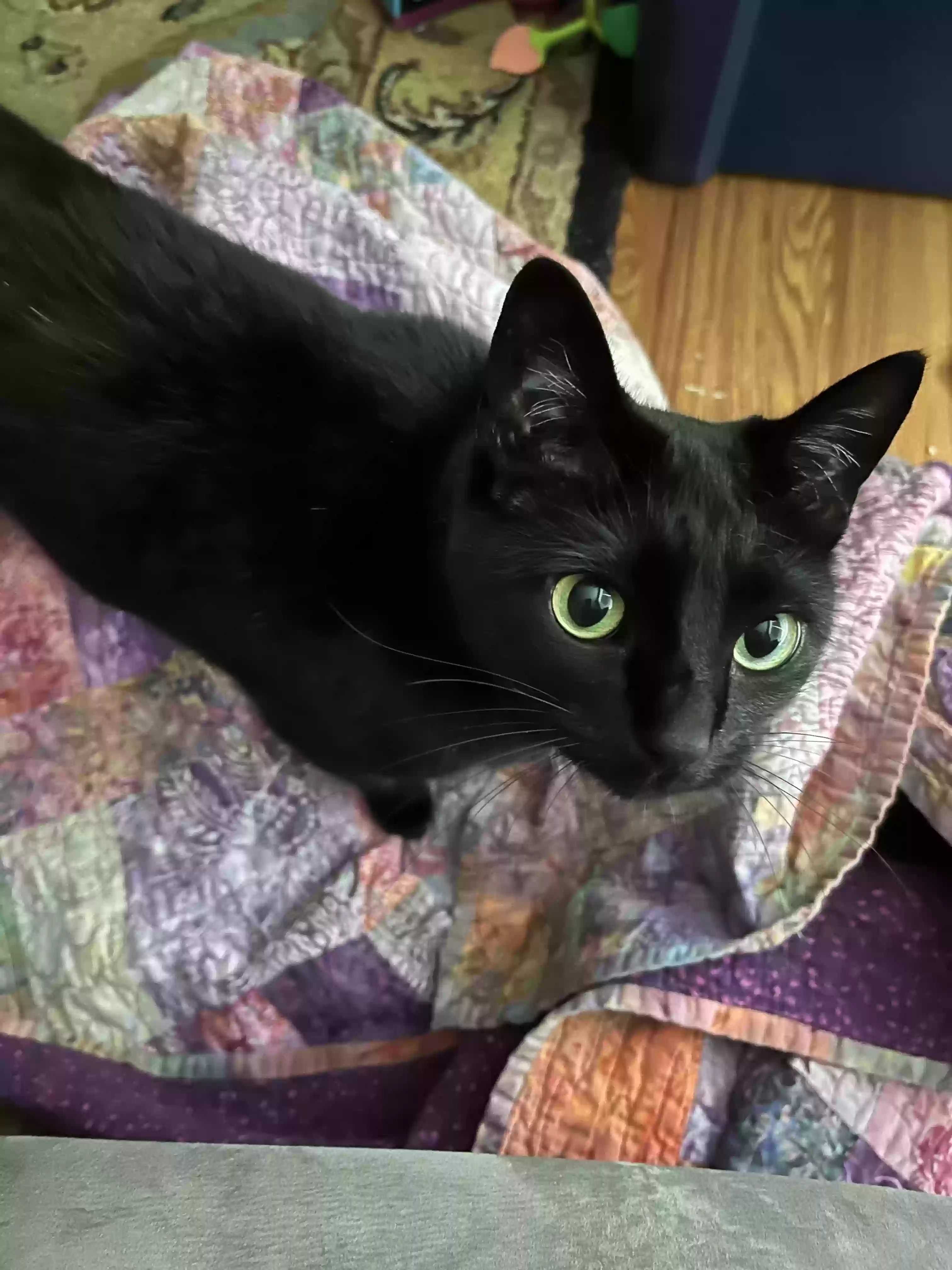 adoptable Cat in Rock Hill,SC named Bebe