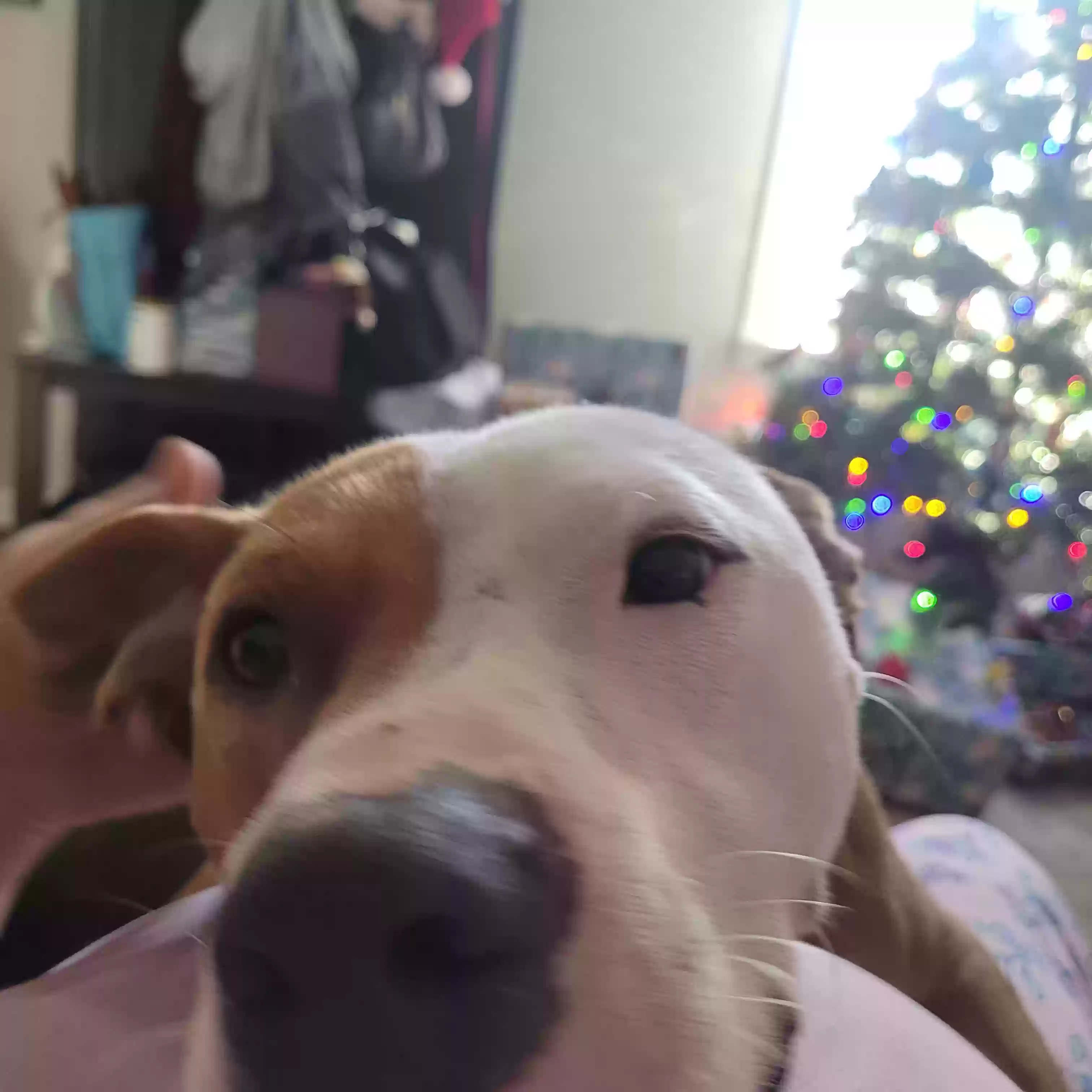 adoptable Dog in Cartersville,GA named Roger