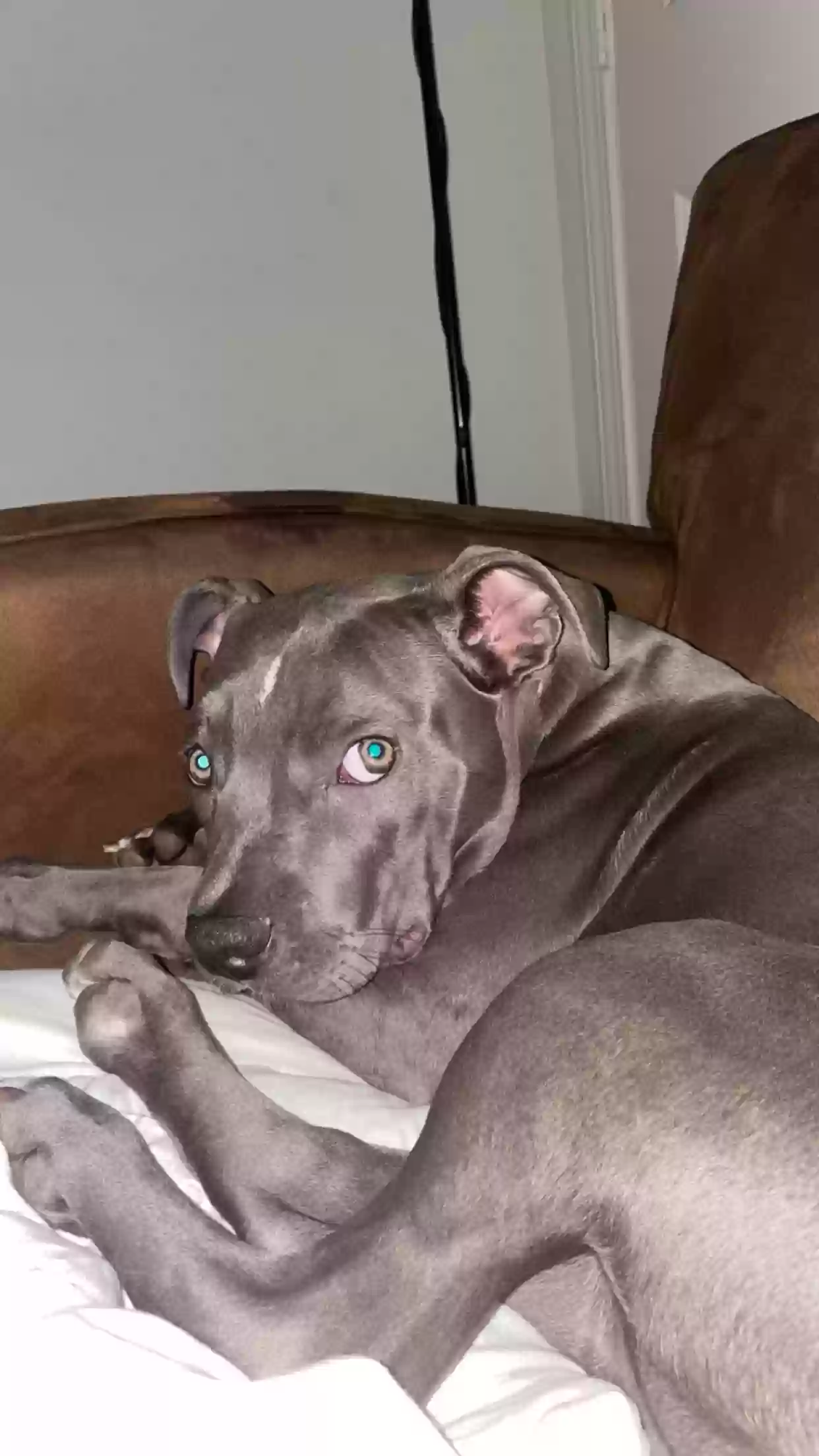 adoptable Dog in Atlanta,GA named Sophie