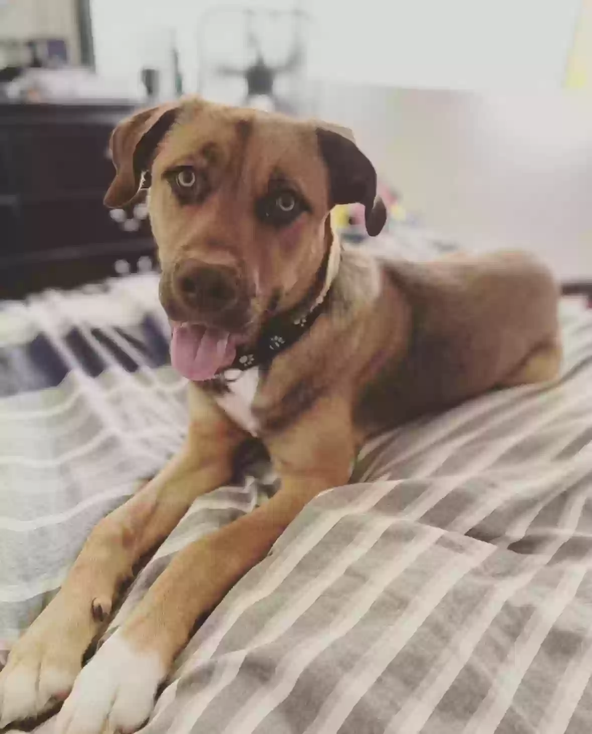 adoptable Dog in La Palma,CA named Danzig