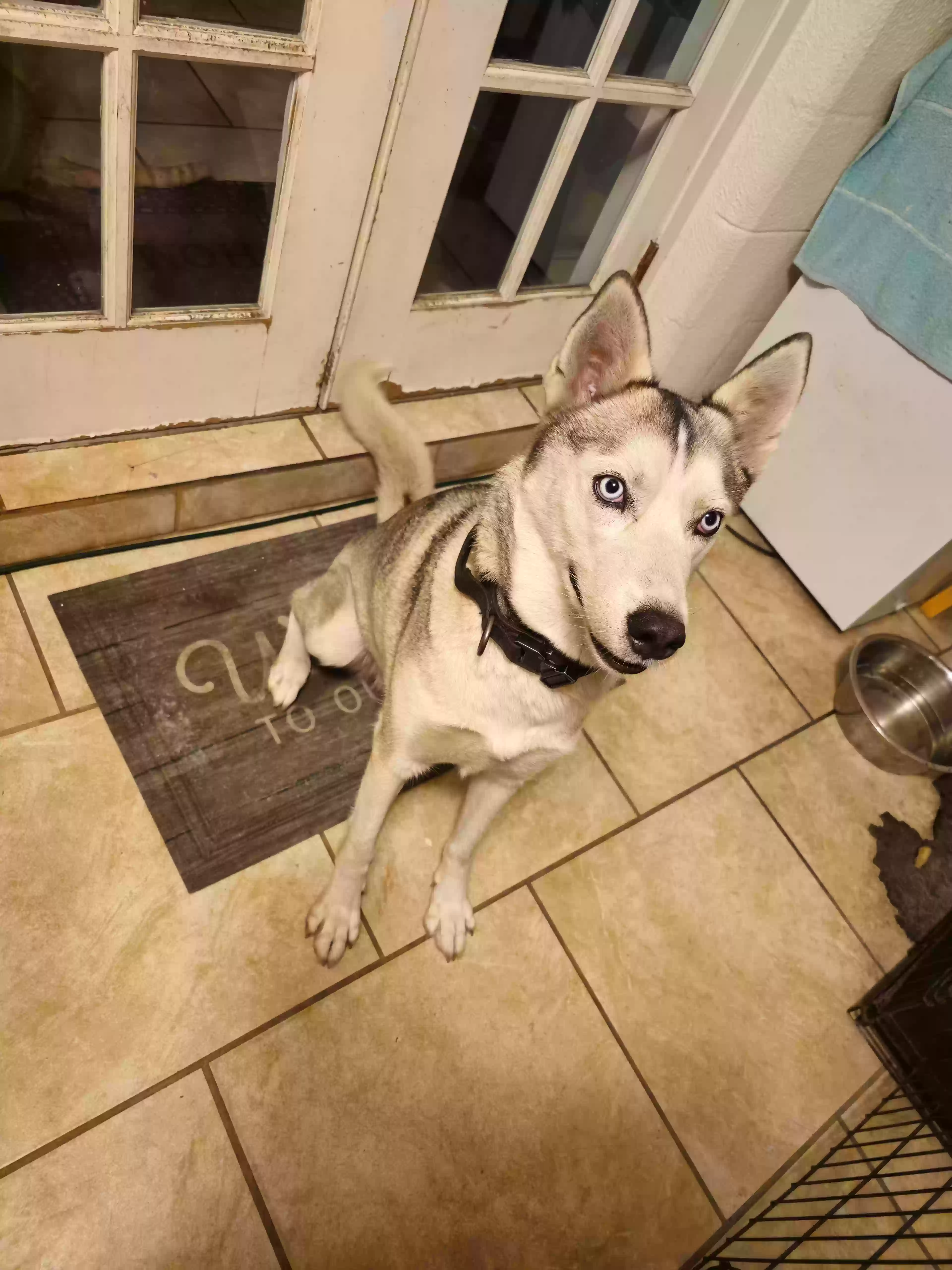 adoptable Dog in Lake Wales,FL named Aria