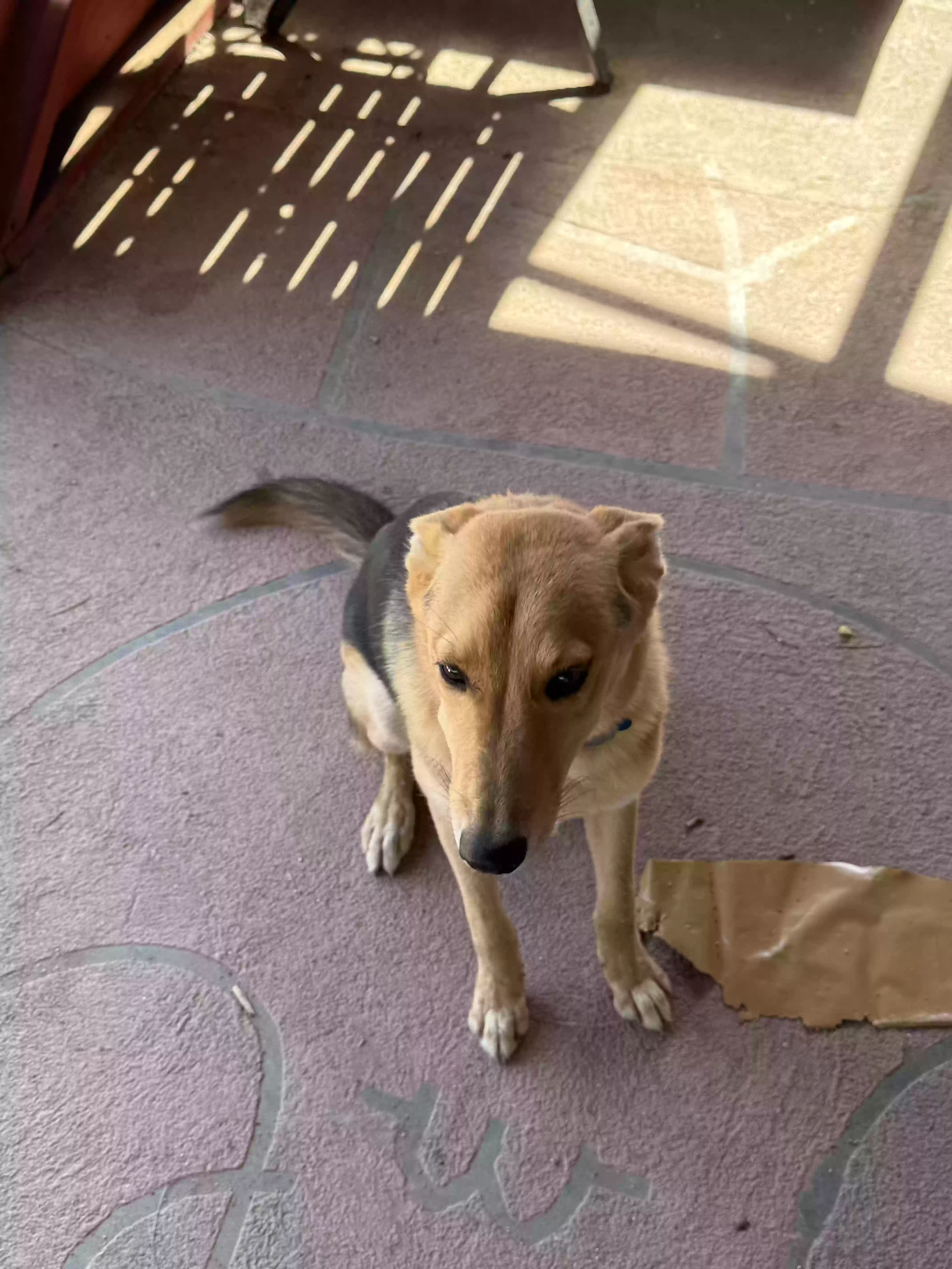 adoptable Dog in El Paso,TX named Mazapan