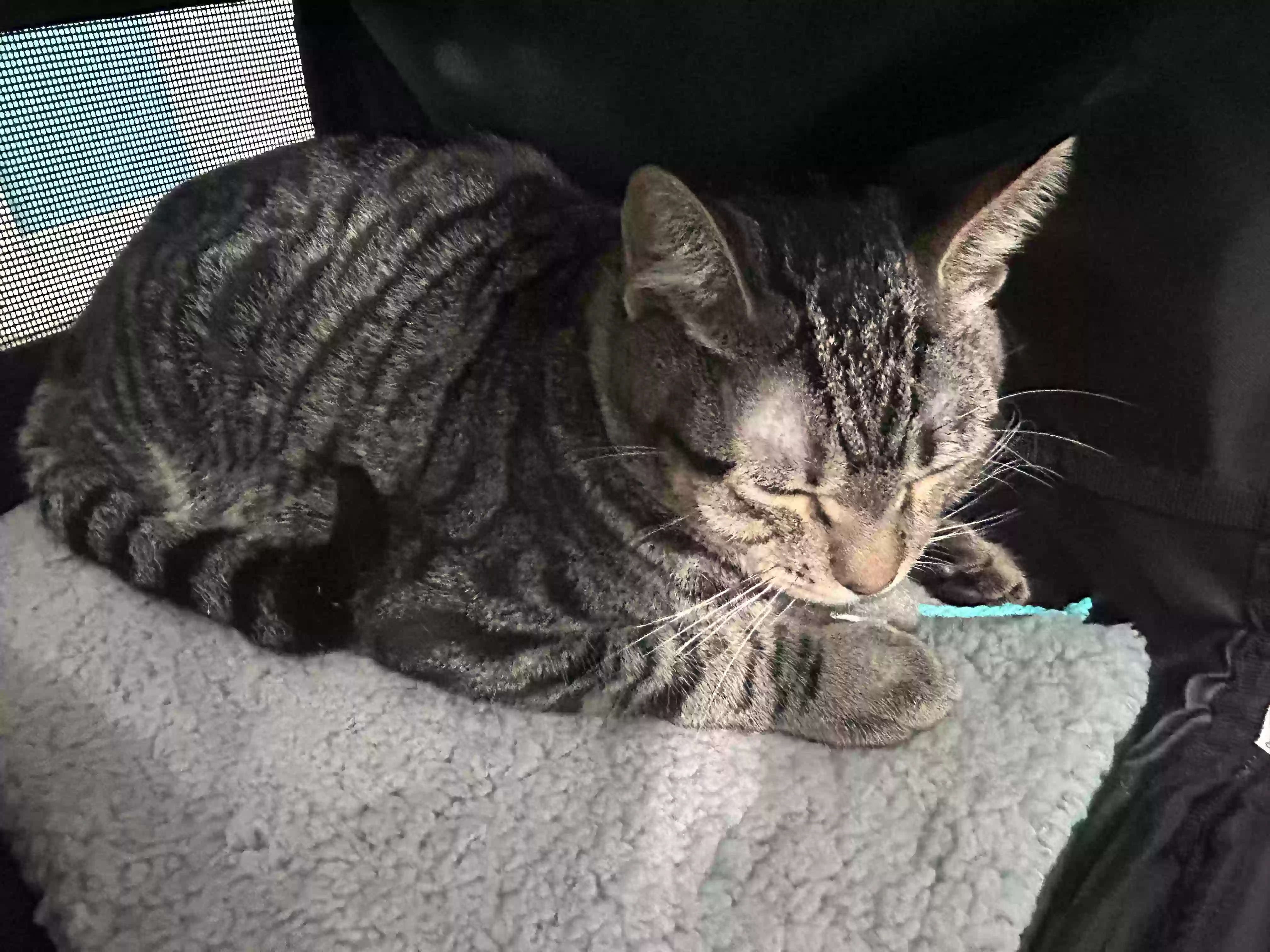 adoptable Cat in Glendale,CA named Mochi