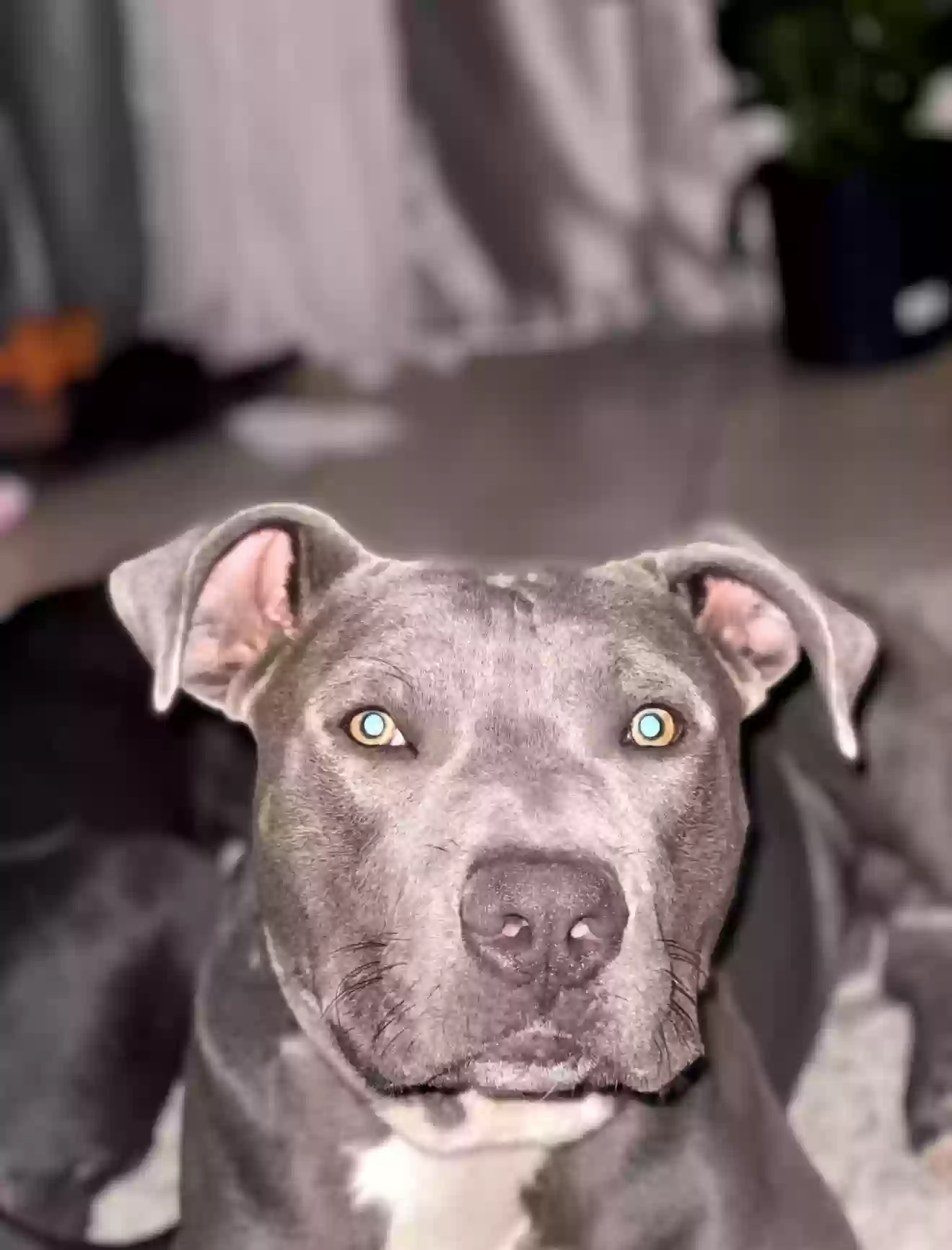 adoptable Dog in El Paso,TX named Magic