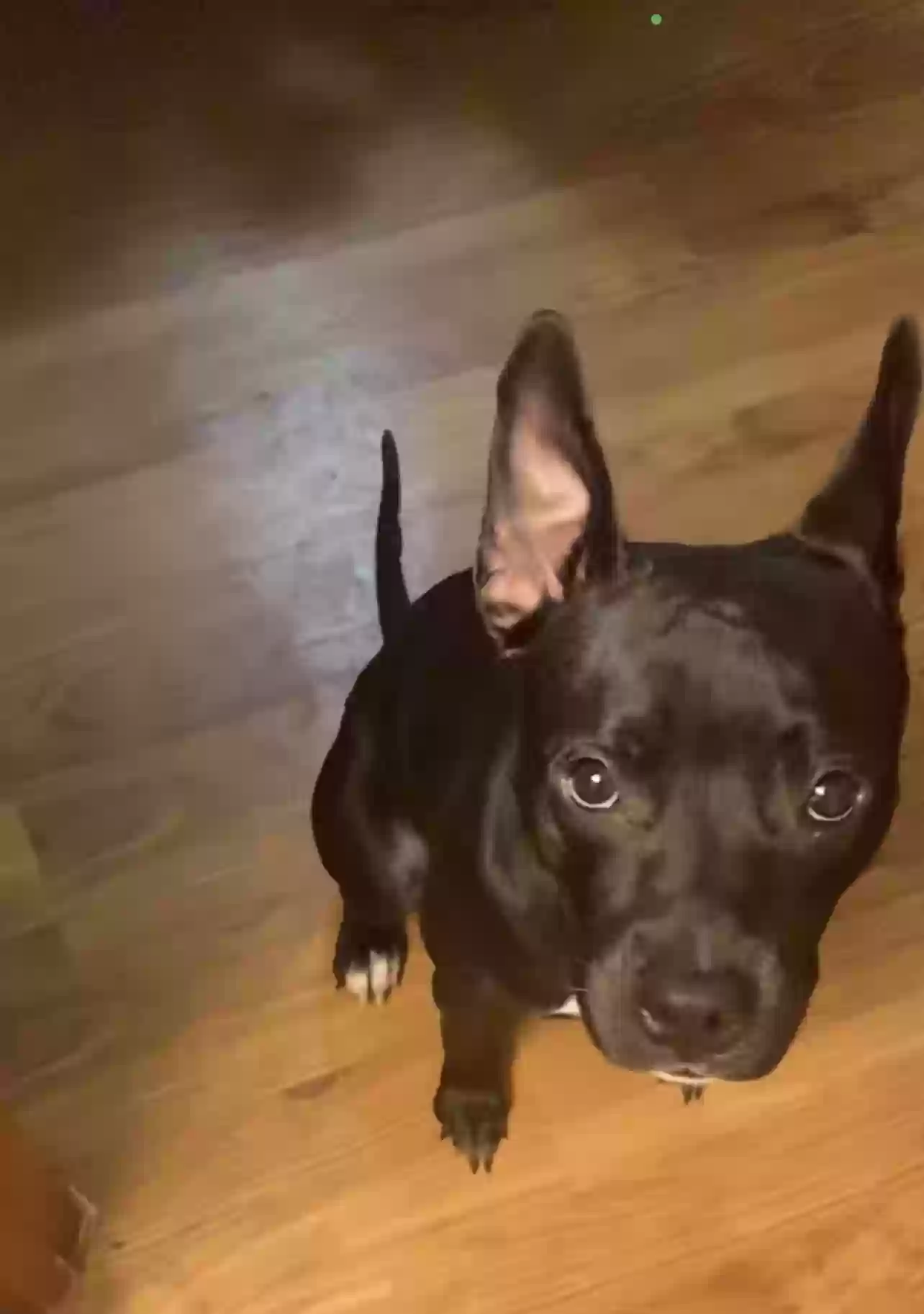 adoptable Dog in Fort Worth,TX named Cocoa
