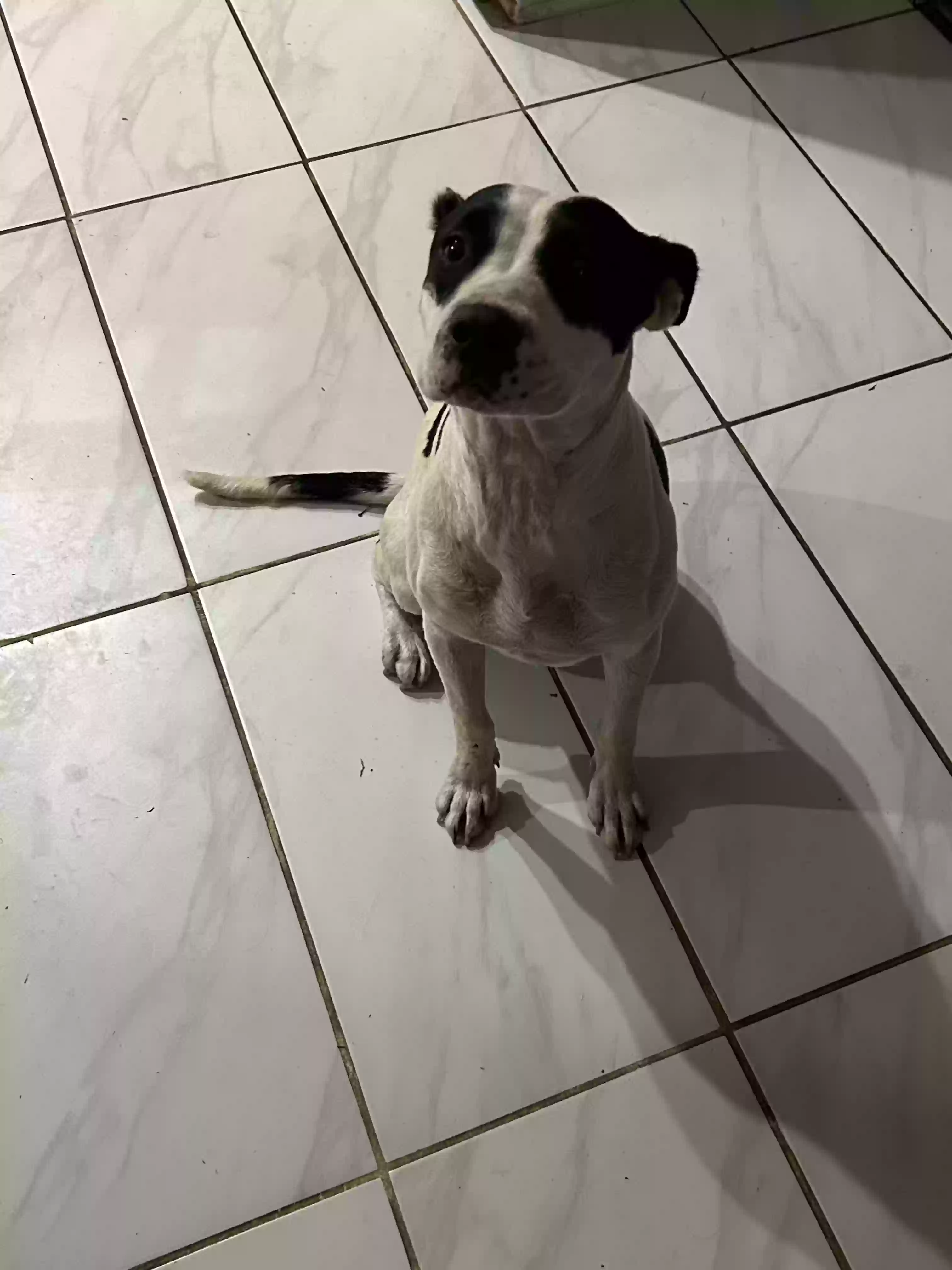 adoptable Dog in Townville,SC named Cleo