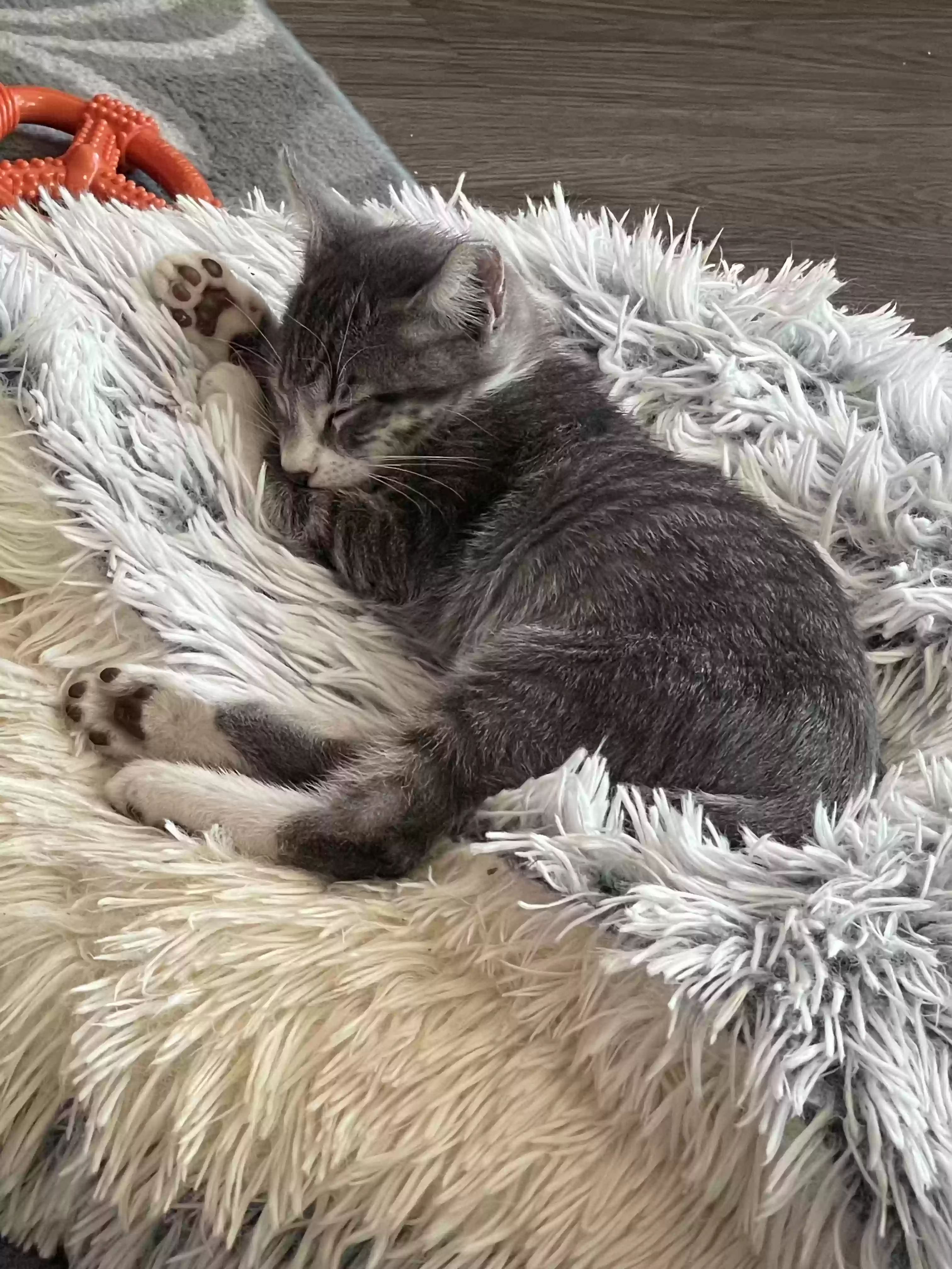 adoptable Cat in Dallas,TX named Austin