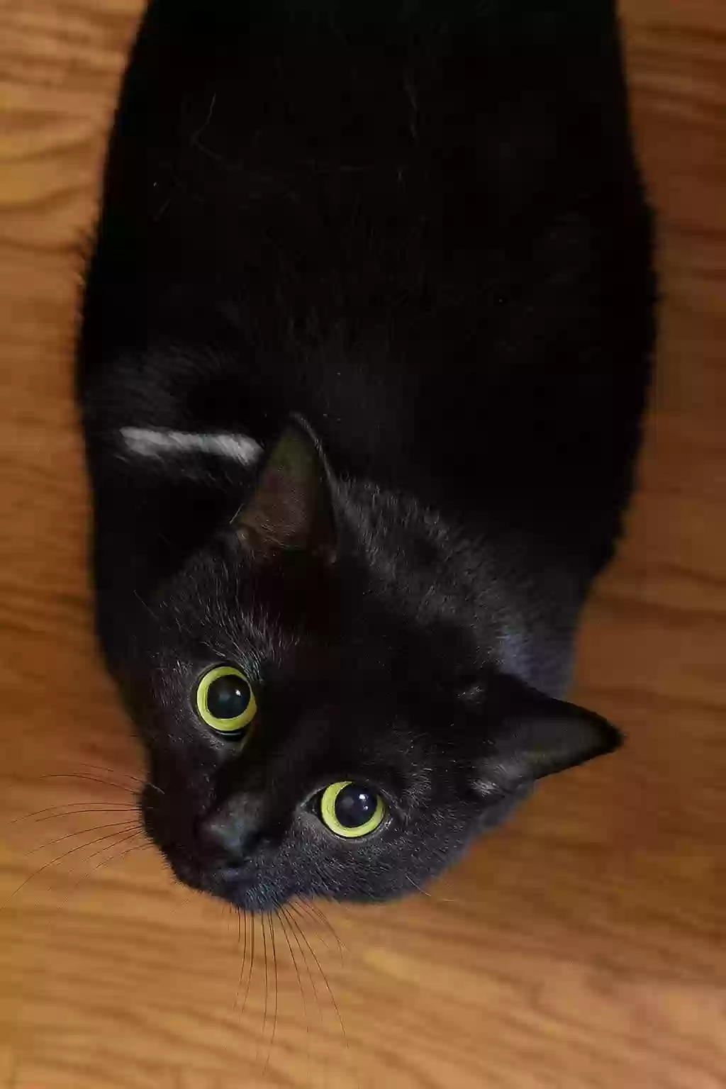 adoptable Cat in Madisonville,KY named