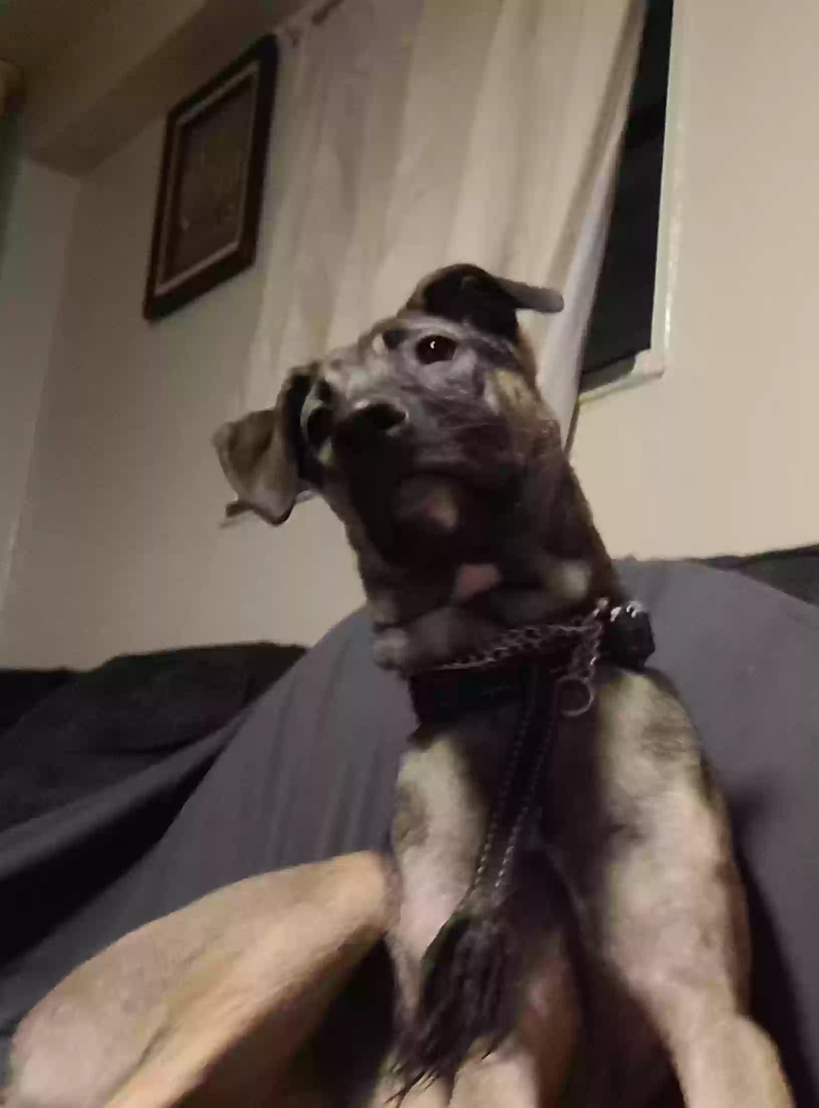adoptable Dog in Brooklyn,NY named LOLA