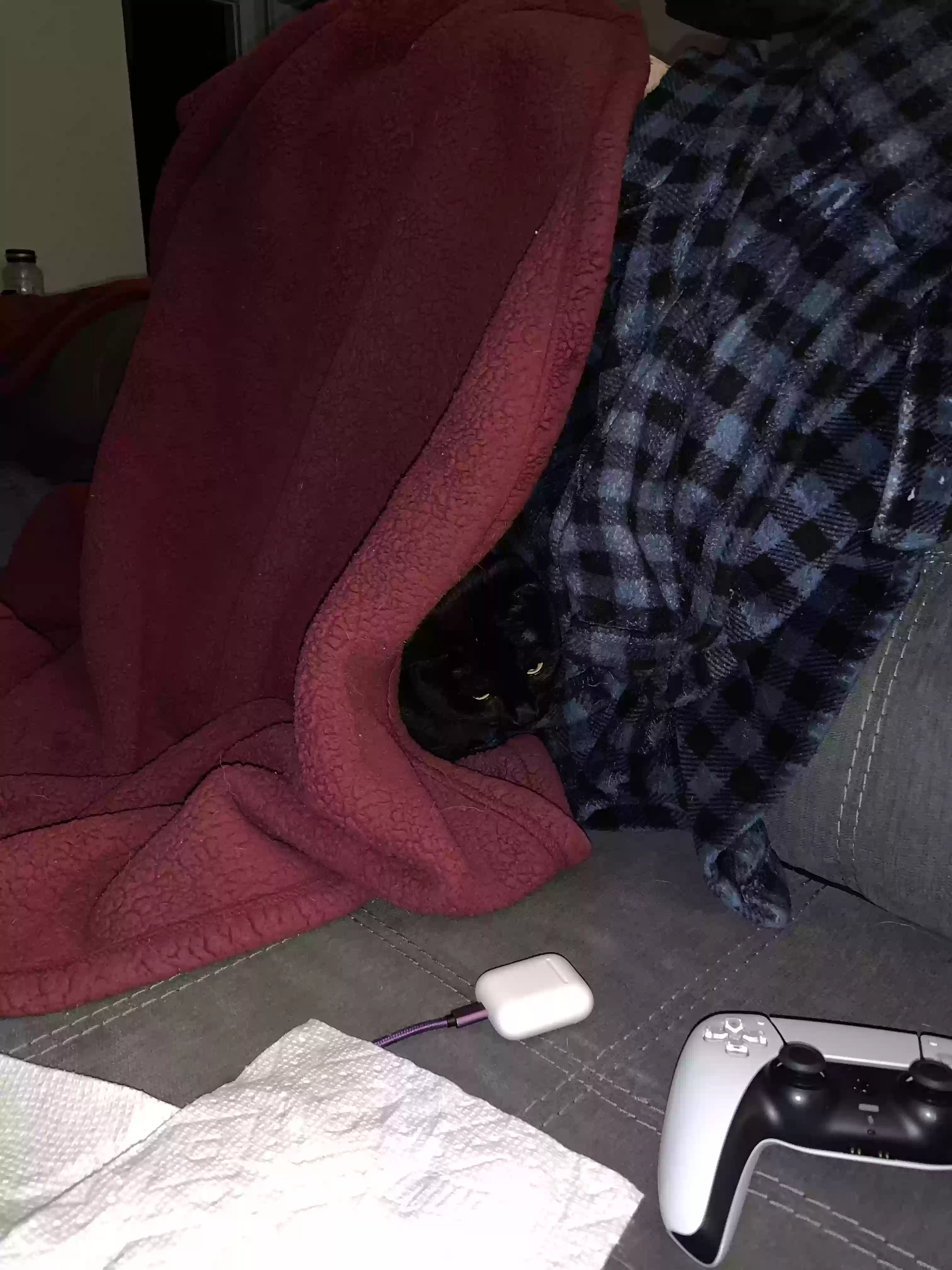 adoptable Cat in The Colony,TX named Kiwi