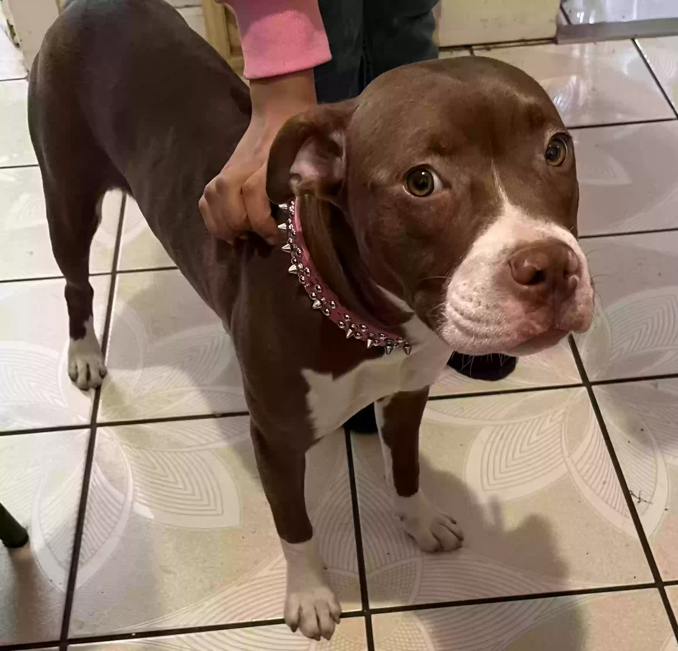adoptable Dog in Joliet,IL named Ruby