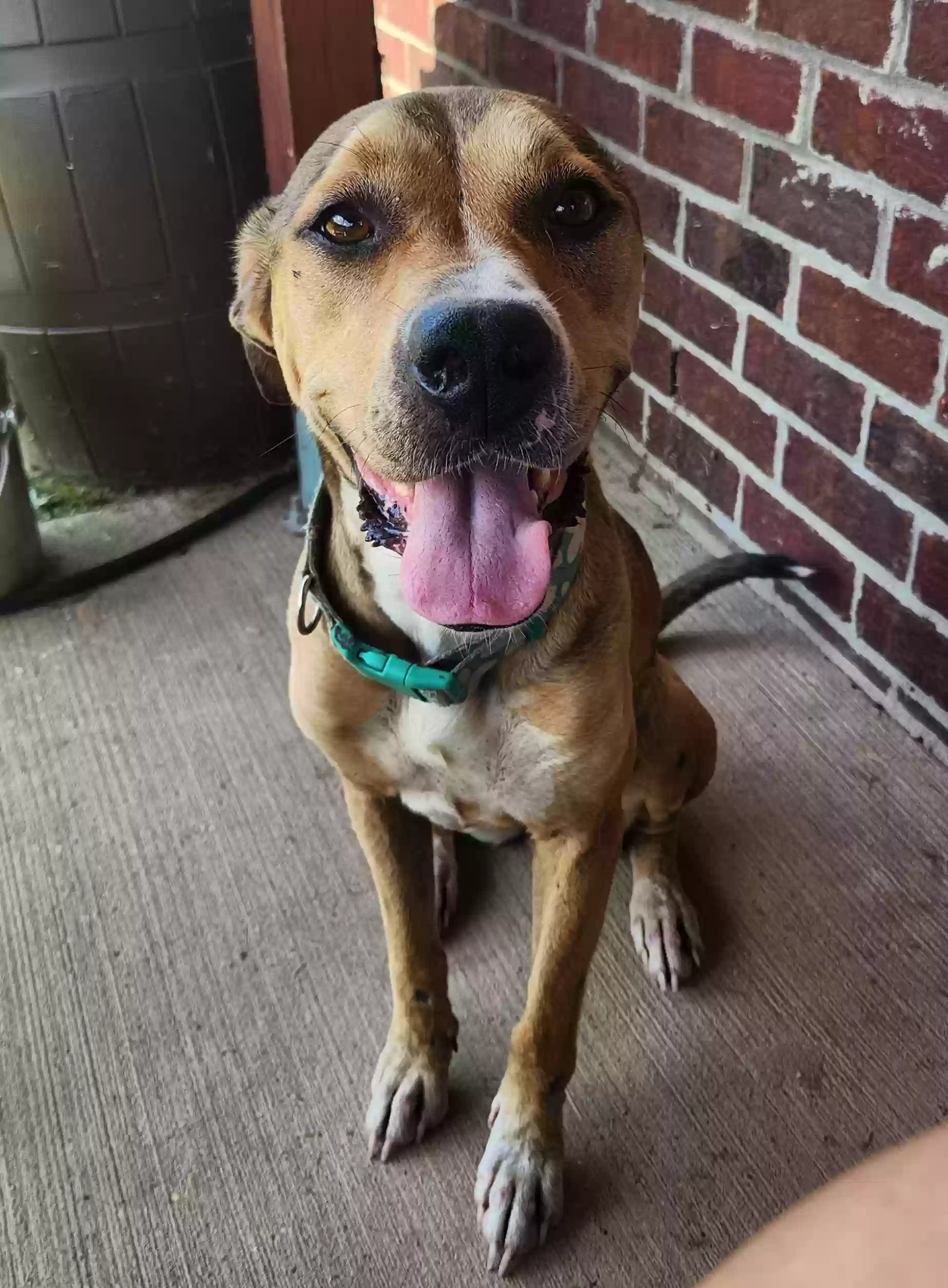 adoptable Dog in Oxford,MS named Spark