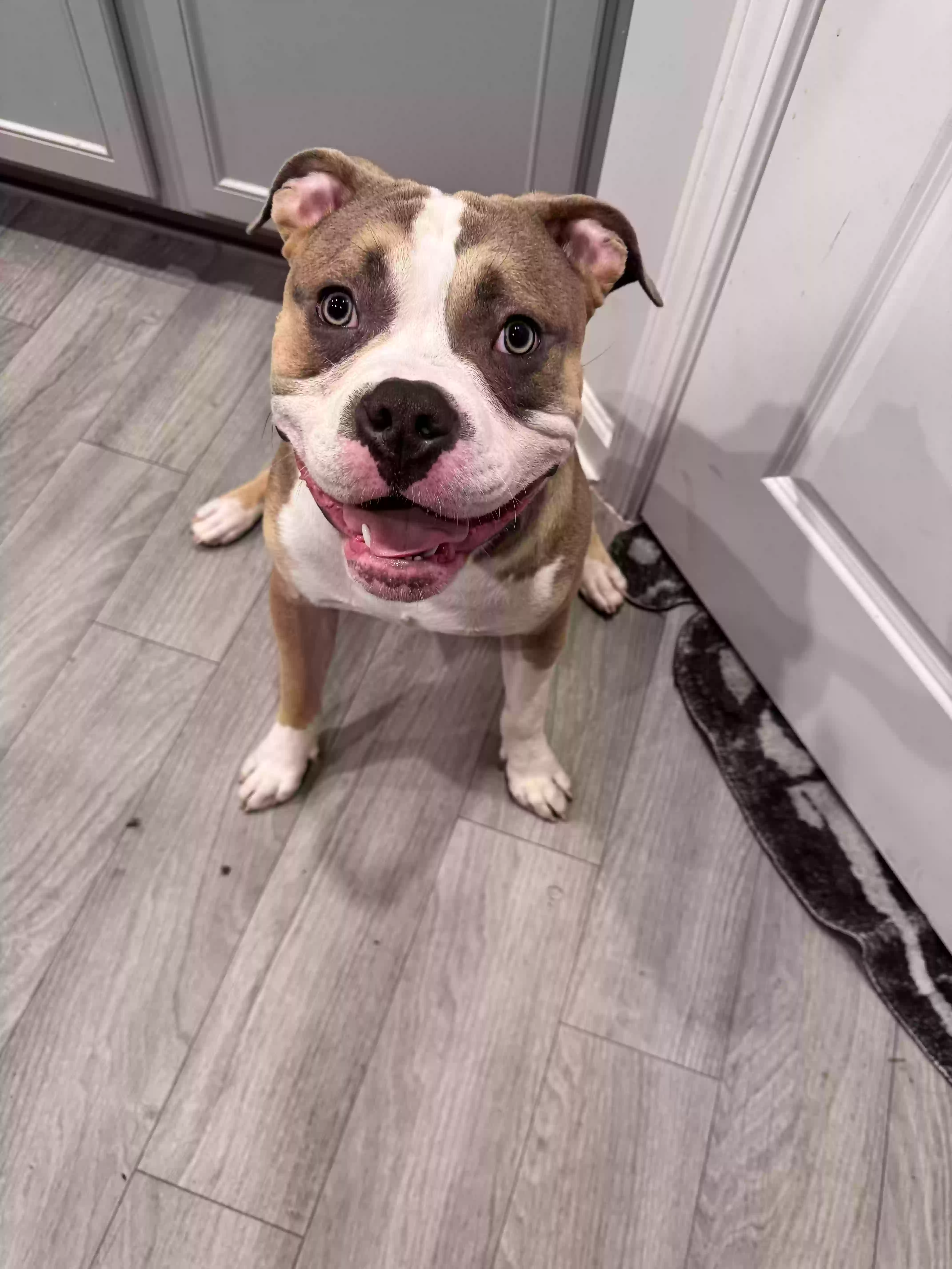 adoptable Dog in Atlanta,GA named Milo