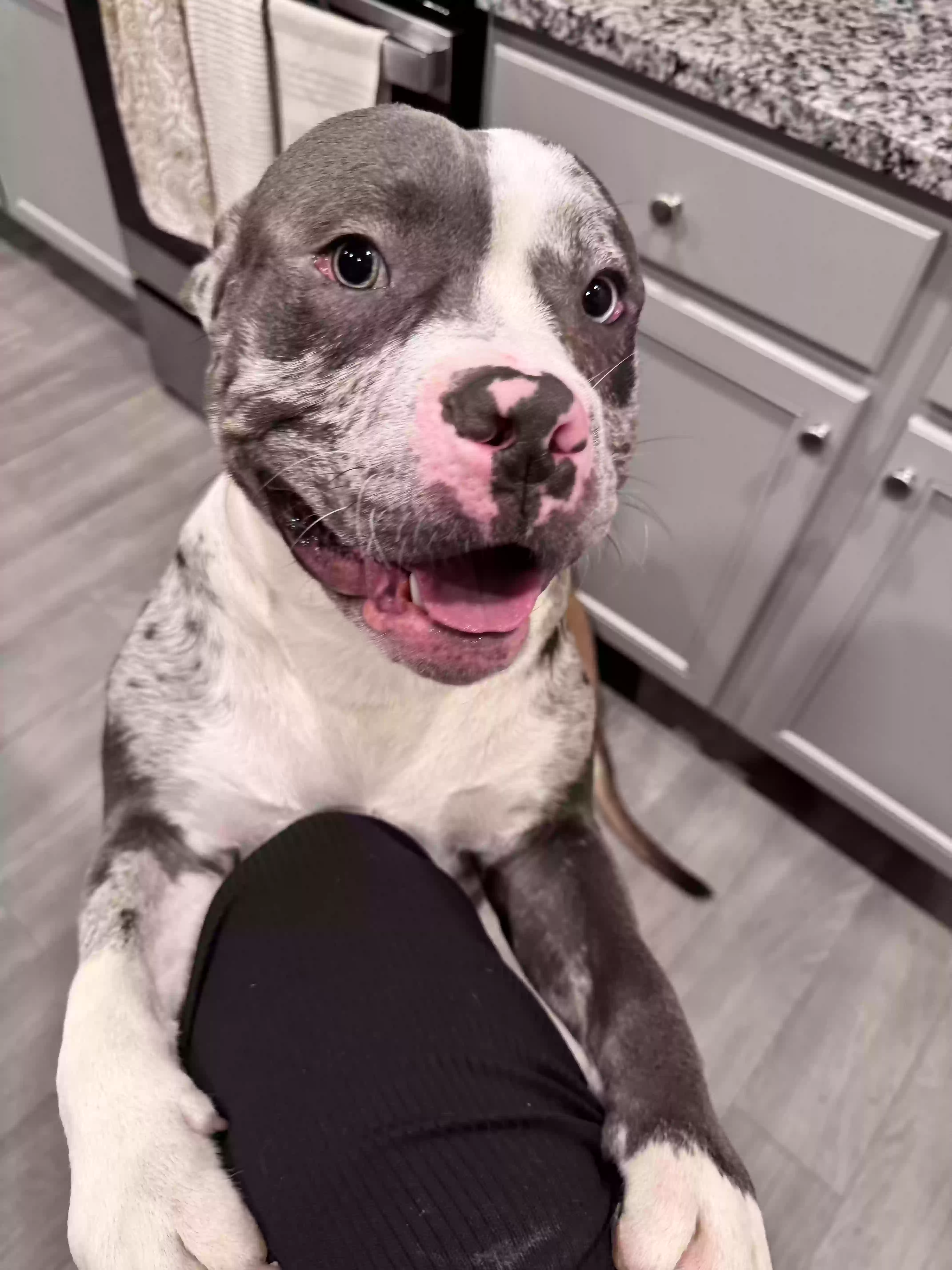 adoptable Dog in Atlanta,GA named Icey