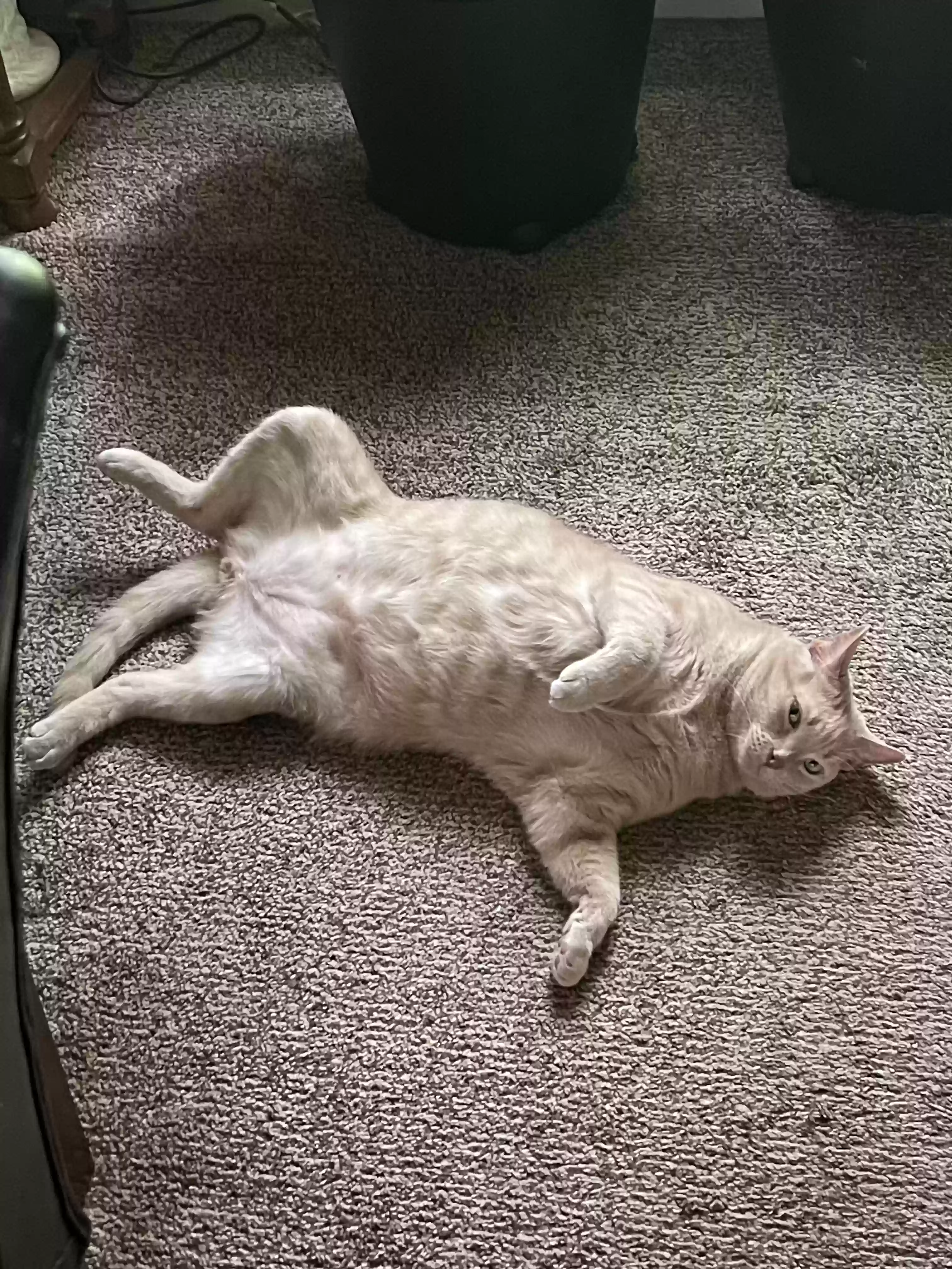 adoptable Cat in Alpine,AL named Pep