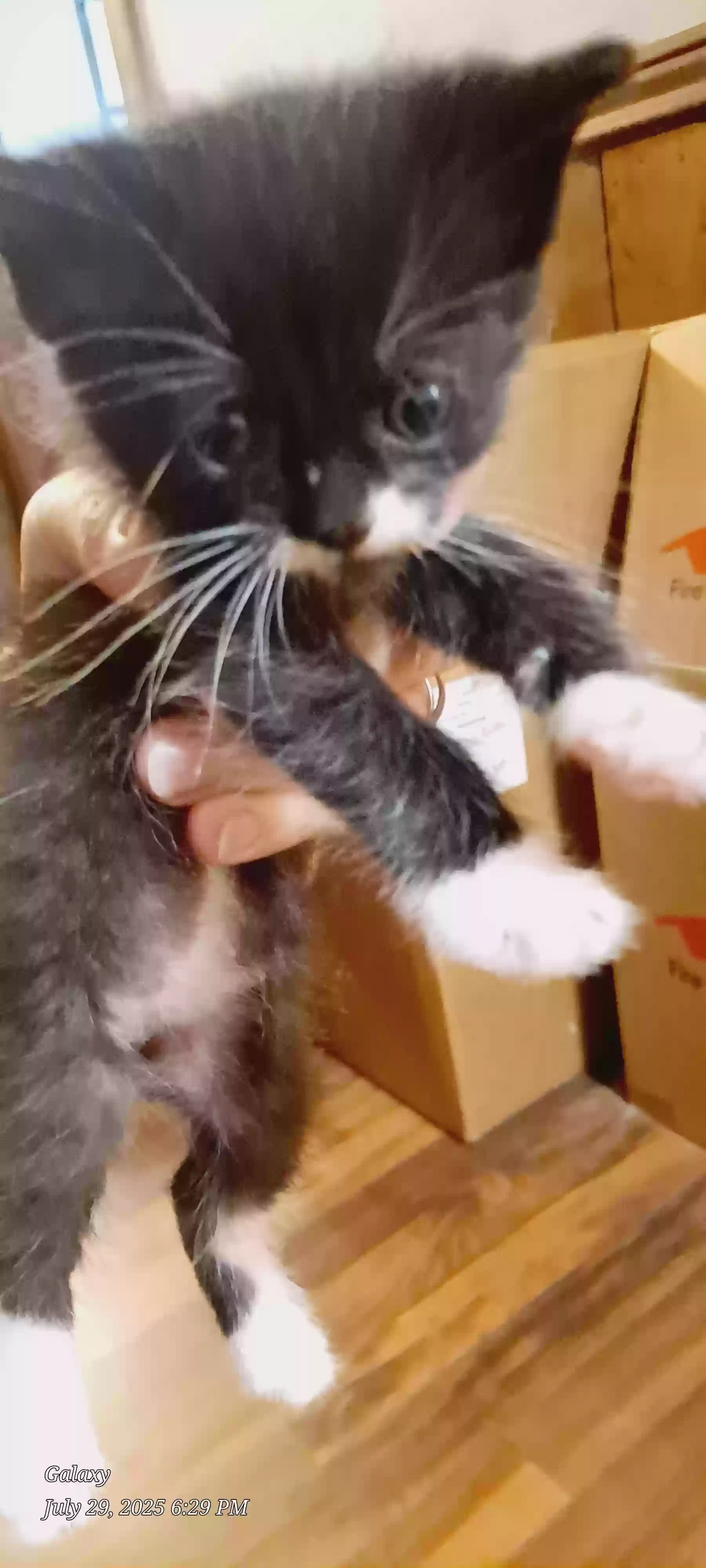 adoptable Cat in Vilas,NC named Gypsi