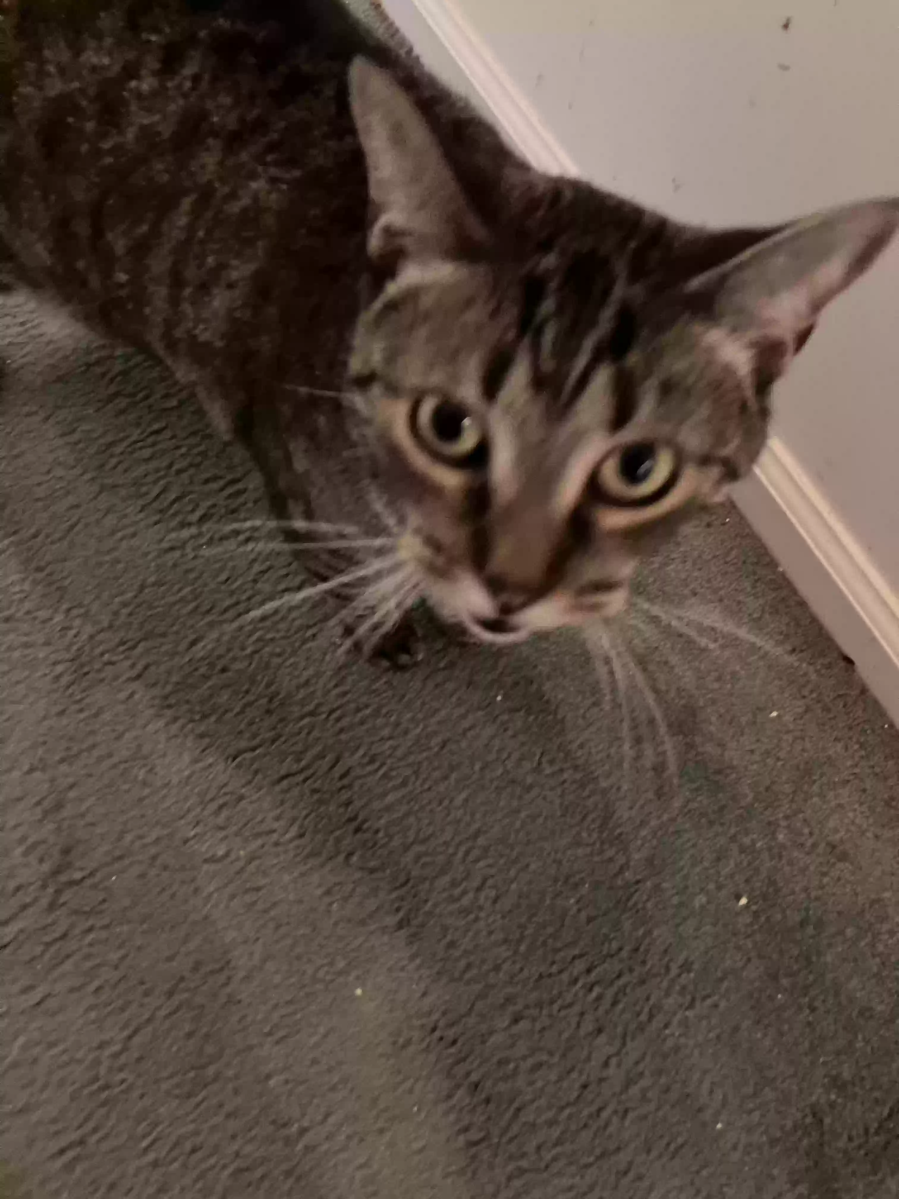 adoptable Cat in Hackettstown,NJ named Mary