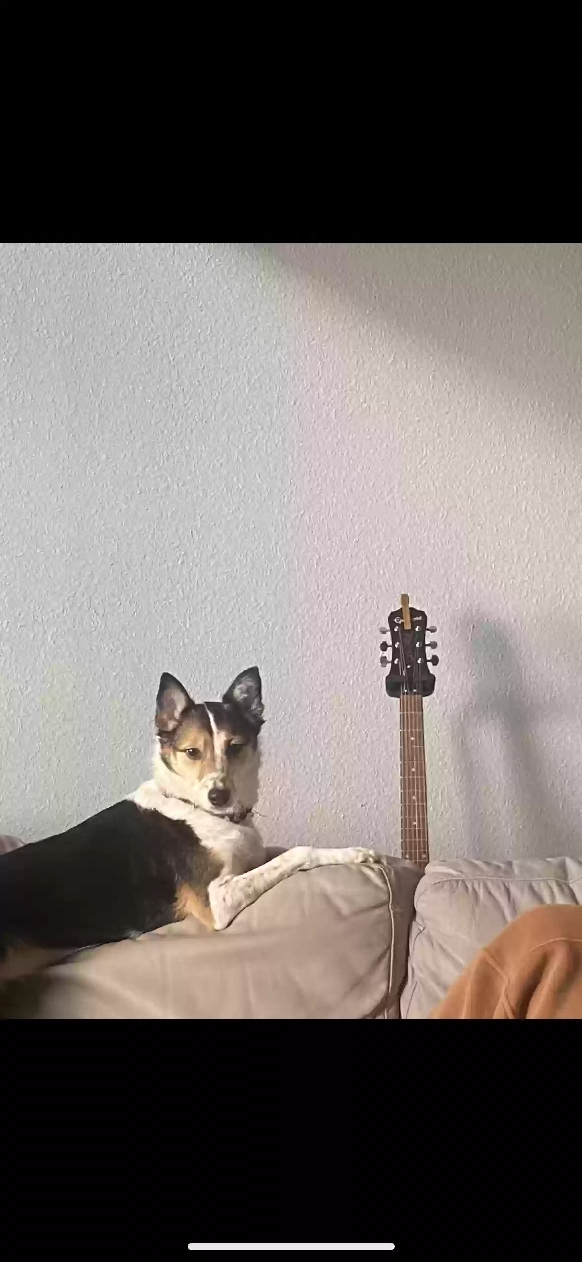 adoptable Dog in Kyle,TX named Winnie