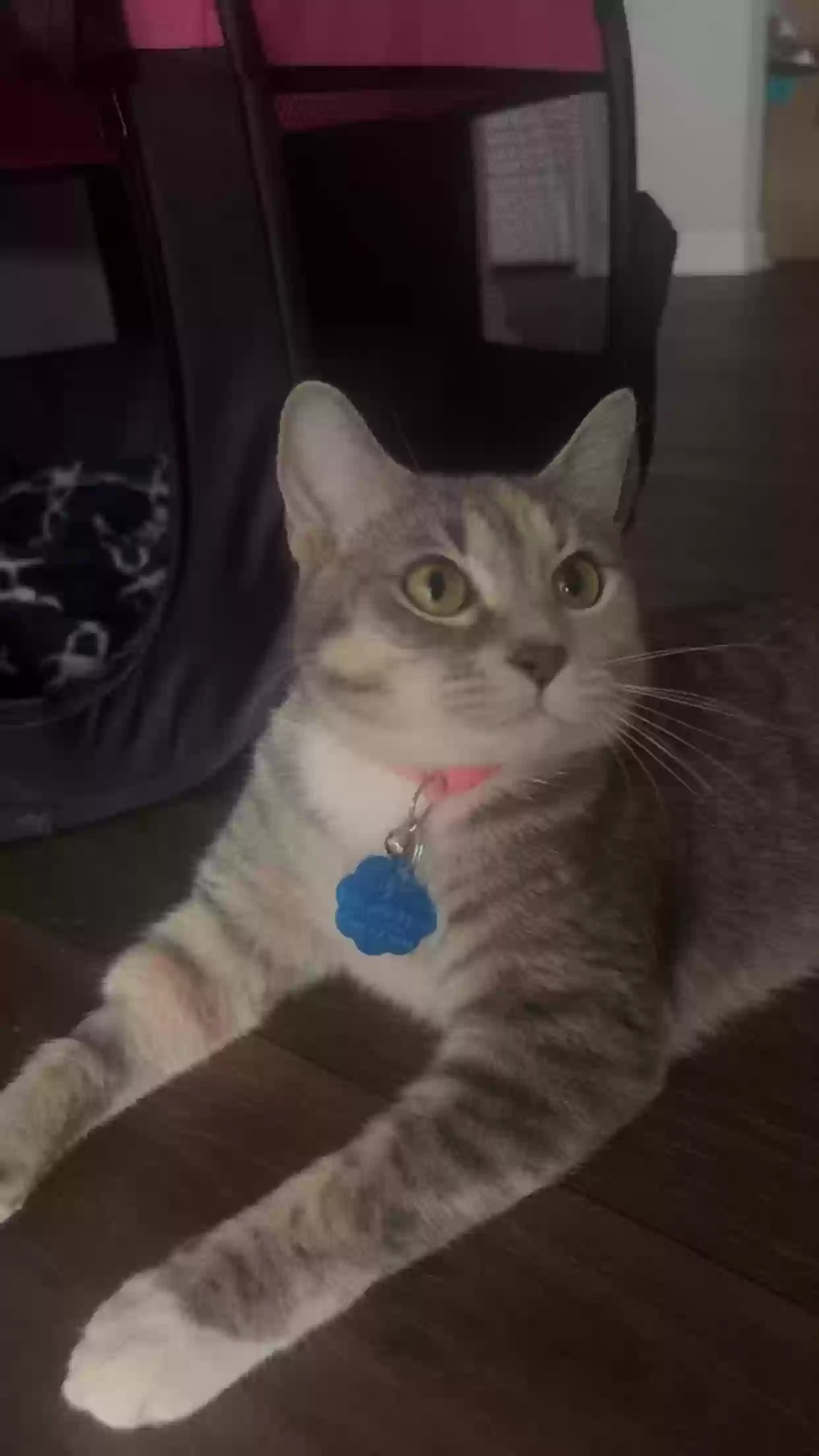 adoptable Cat in Smyrna,GA named Chi chi