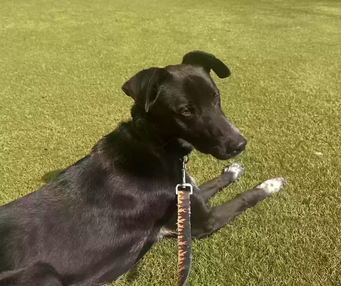 adoptable Dog in Atlanta,GA named Bailey Aang Willis