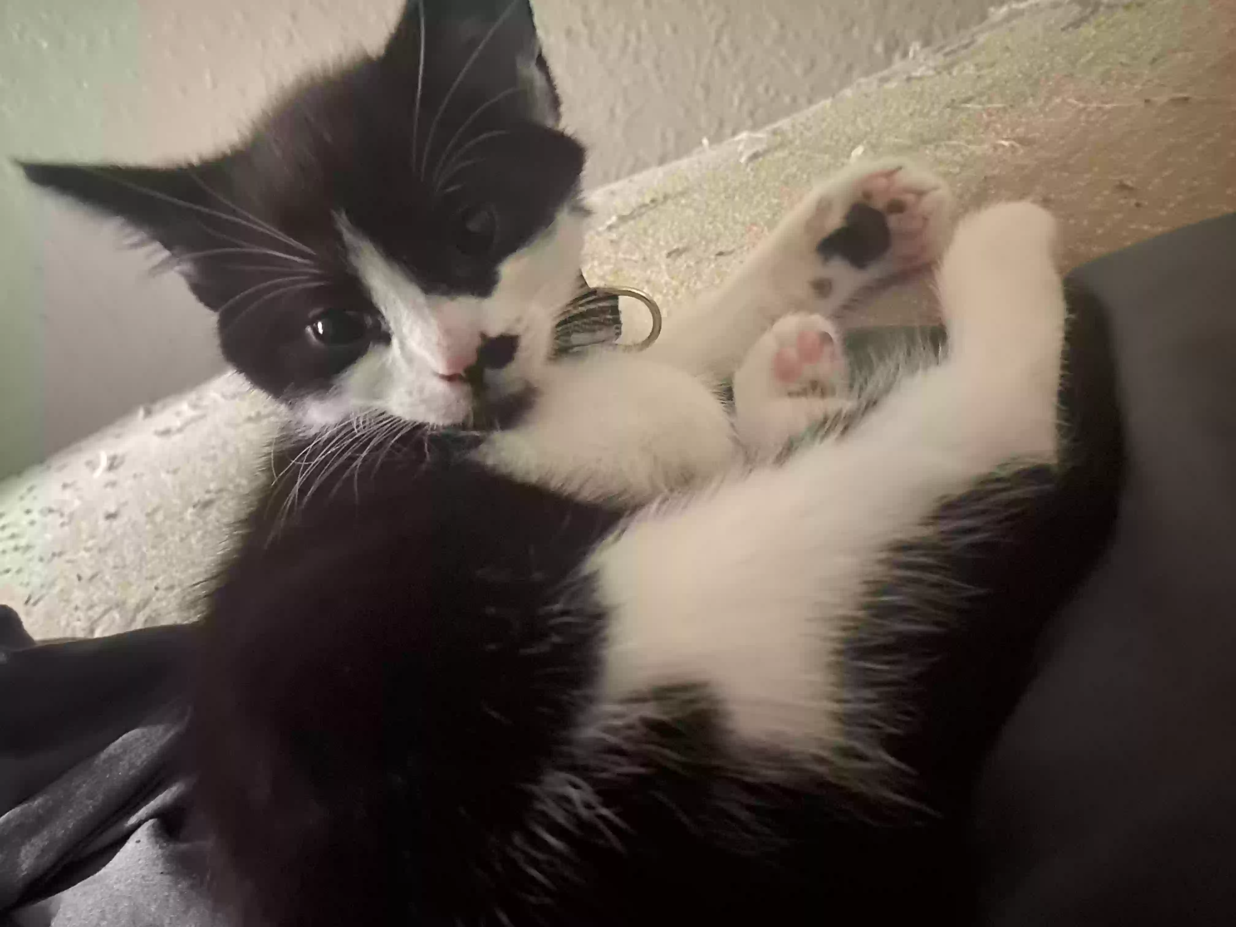 adoptable Cat in Oklahoma City,OK named Clover