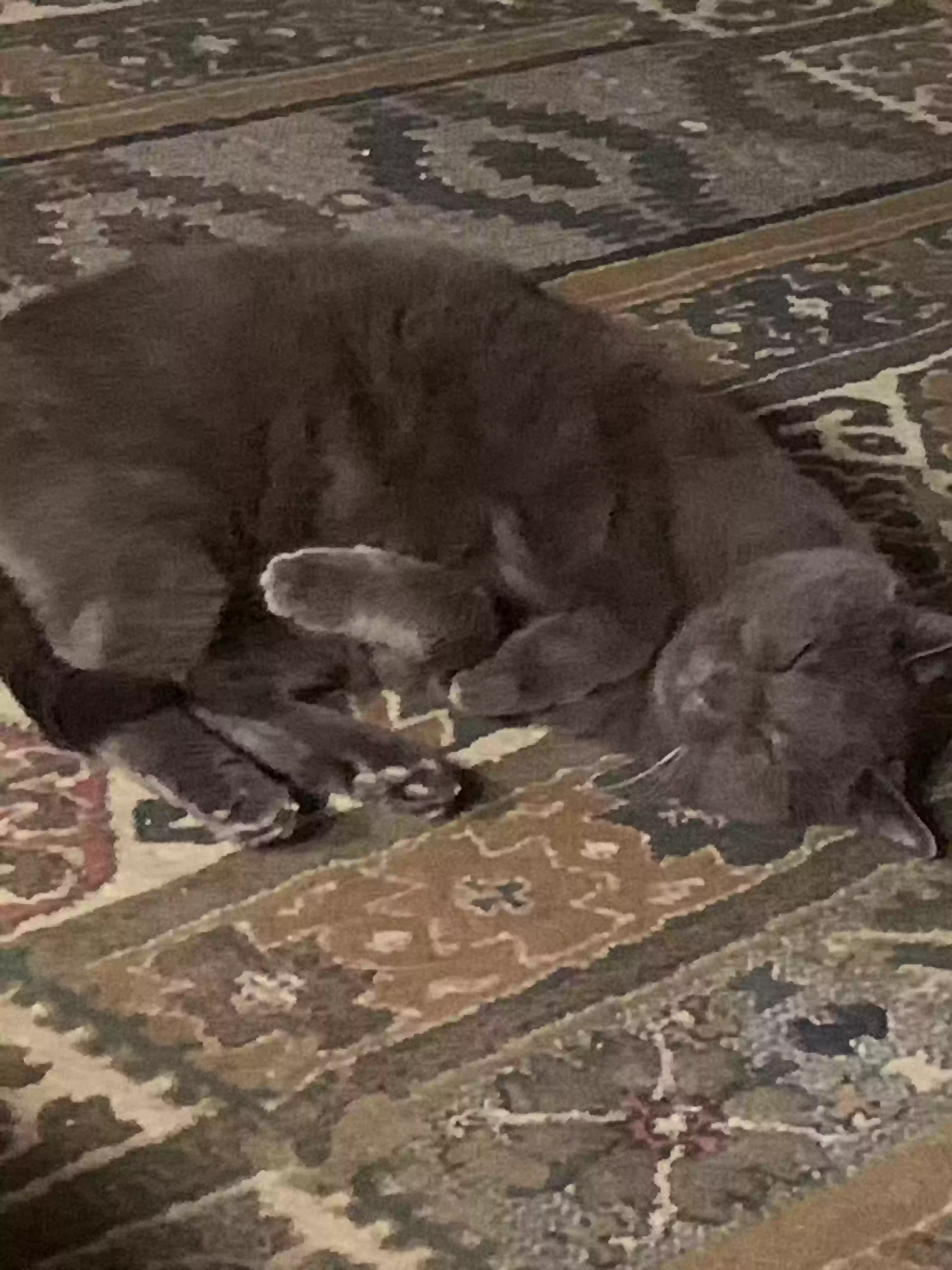 adoptable Cat in Woodbury,CT named Fred