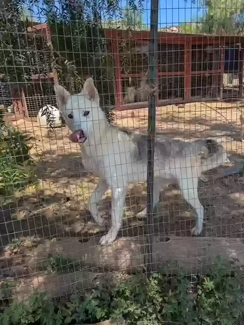 adoptable Dog in Santa Monica,CA named Diesel