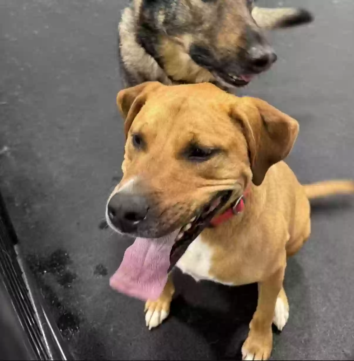 adoptable Dog in Vassar,MI named Duke