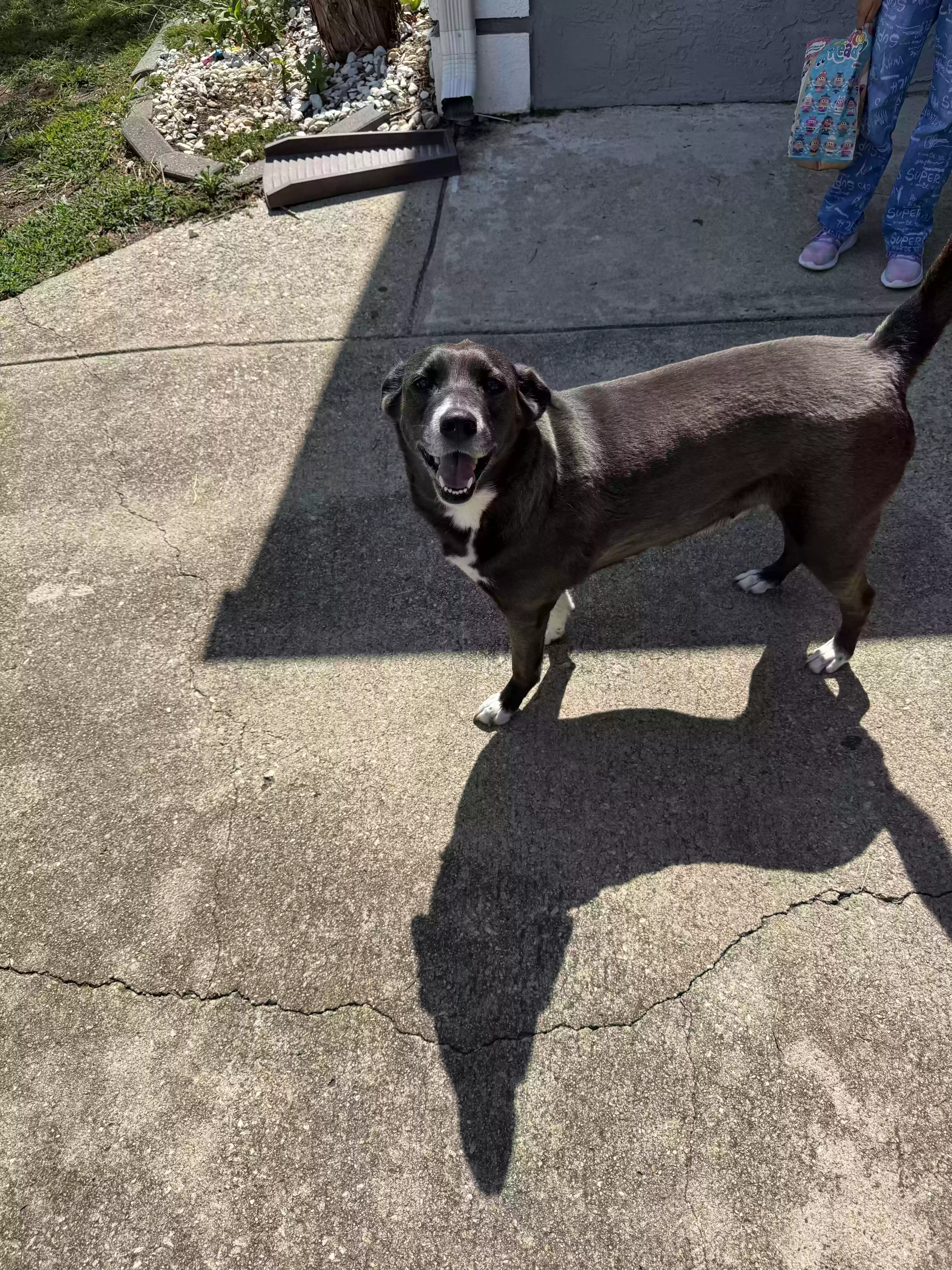 adoptable Dog in Covington,GA named Peppy